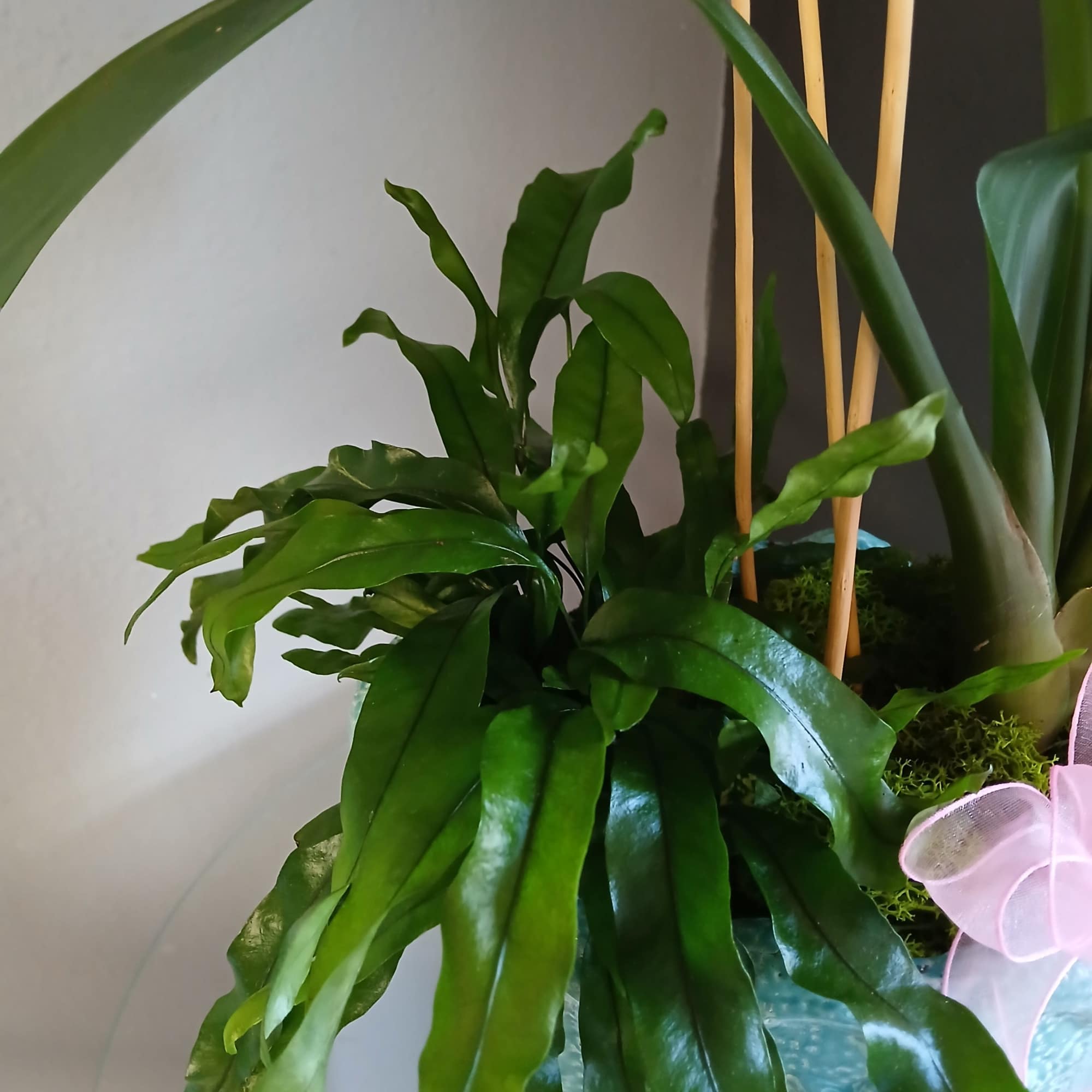 A lovely pair and even lovelier in any space that needs a