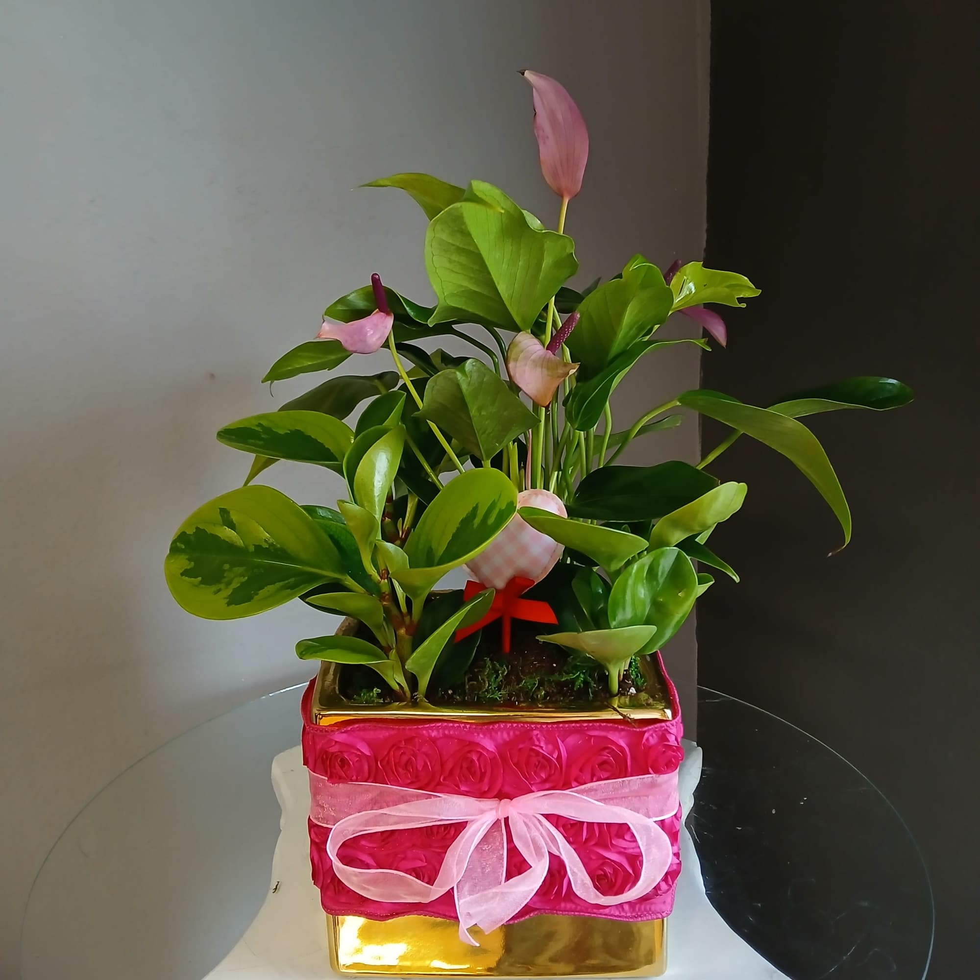 A beautiful, lively mix of anthurium and peperomia in a decorative gold