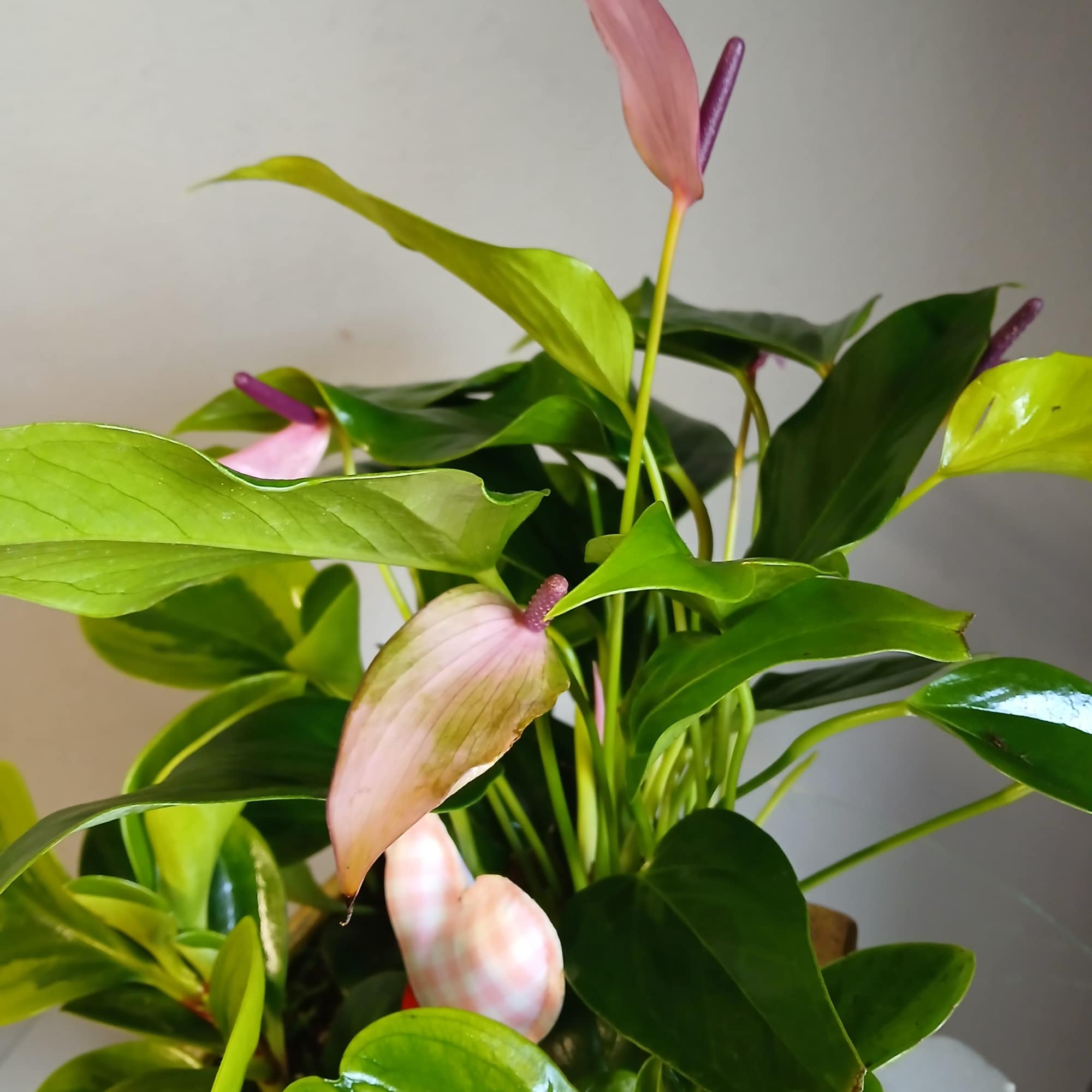 A beautiful, lively mix of anthurium and peperomia in a decorative gold