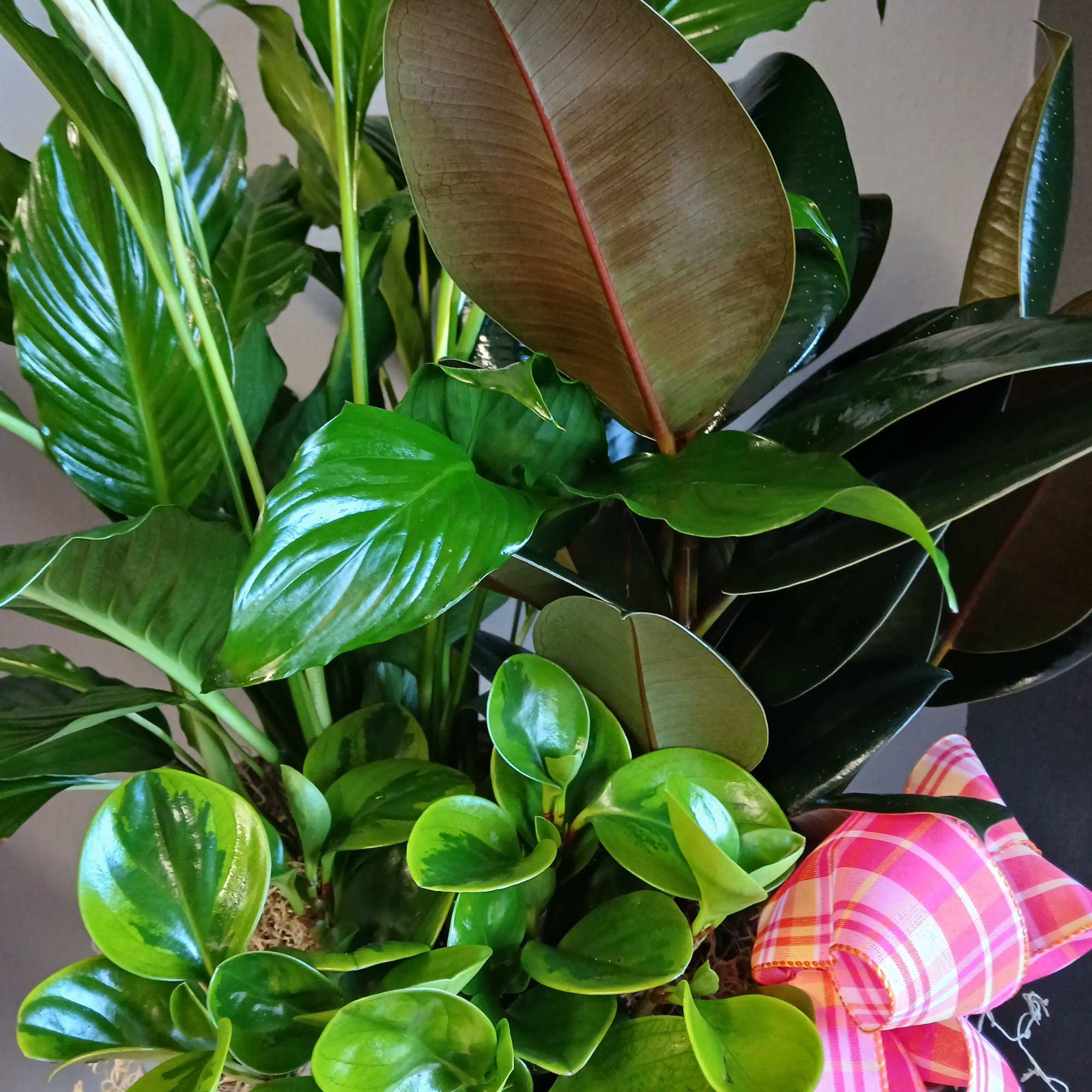 To buy individually please see All Plants section. This stunning set of