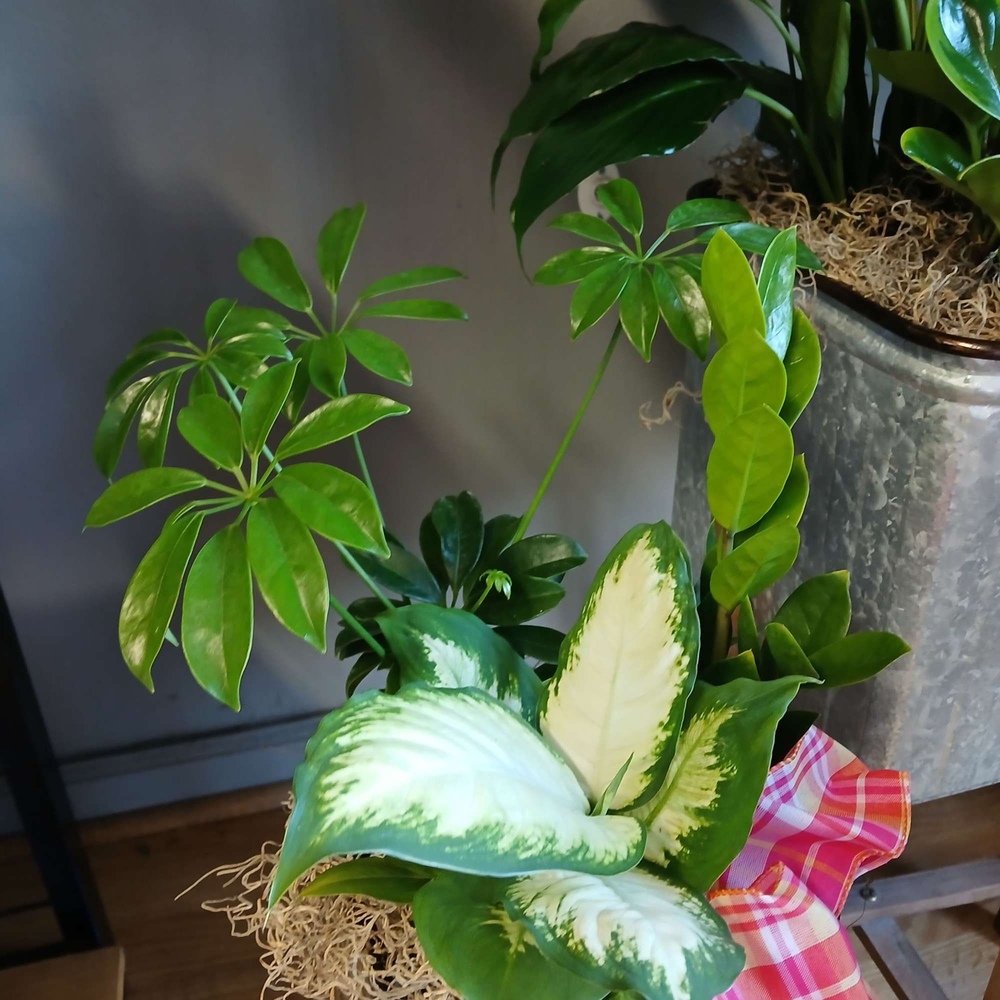 To buy individually please see All Plants section. This stunning set of