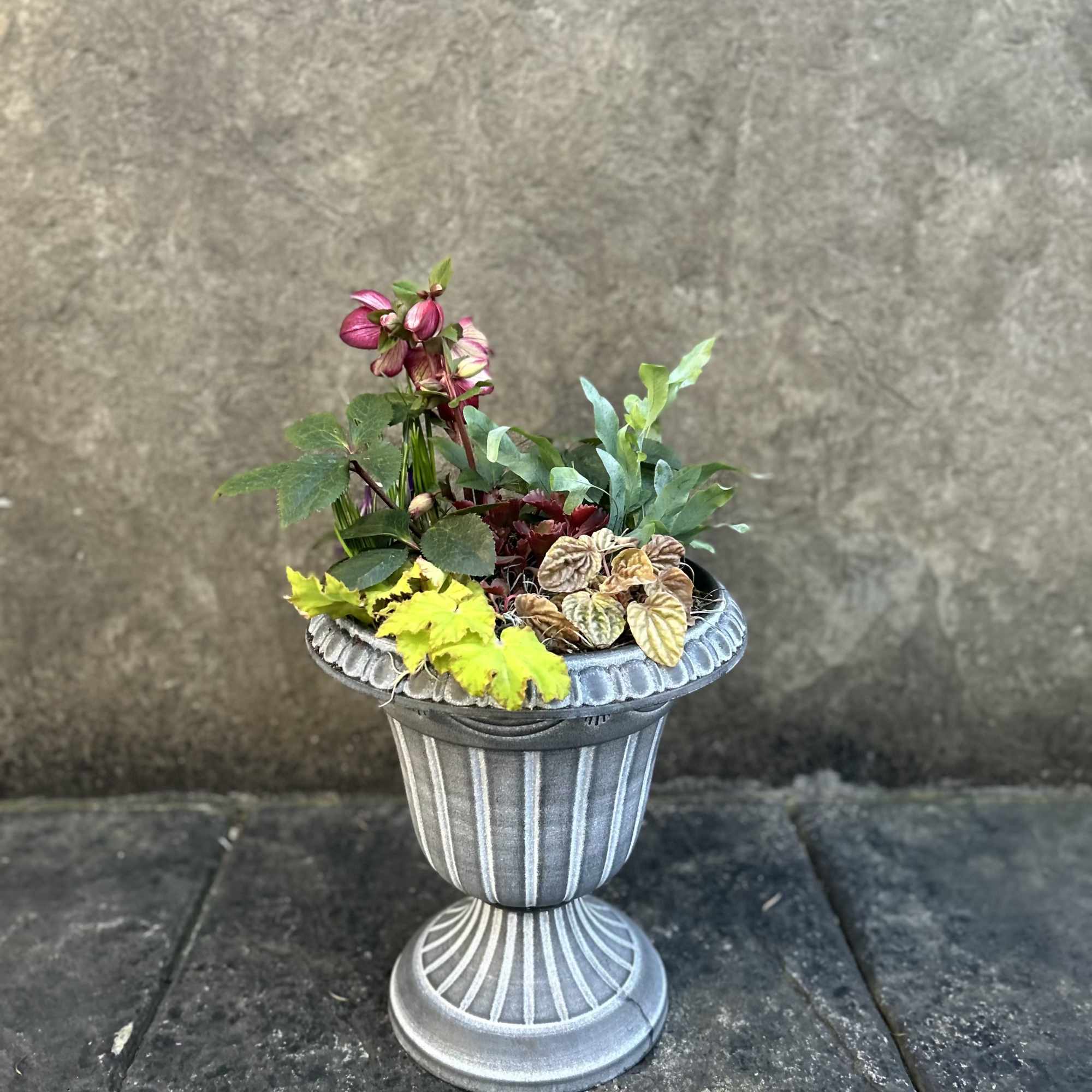 The winter rose Hellebore, she blooms for us during the winter and