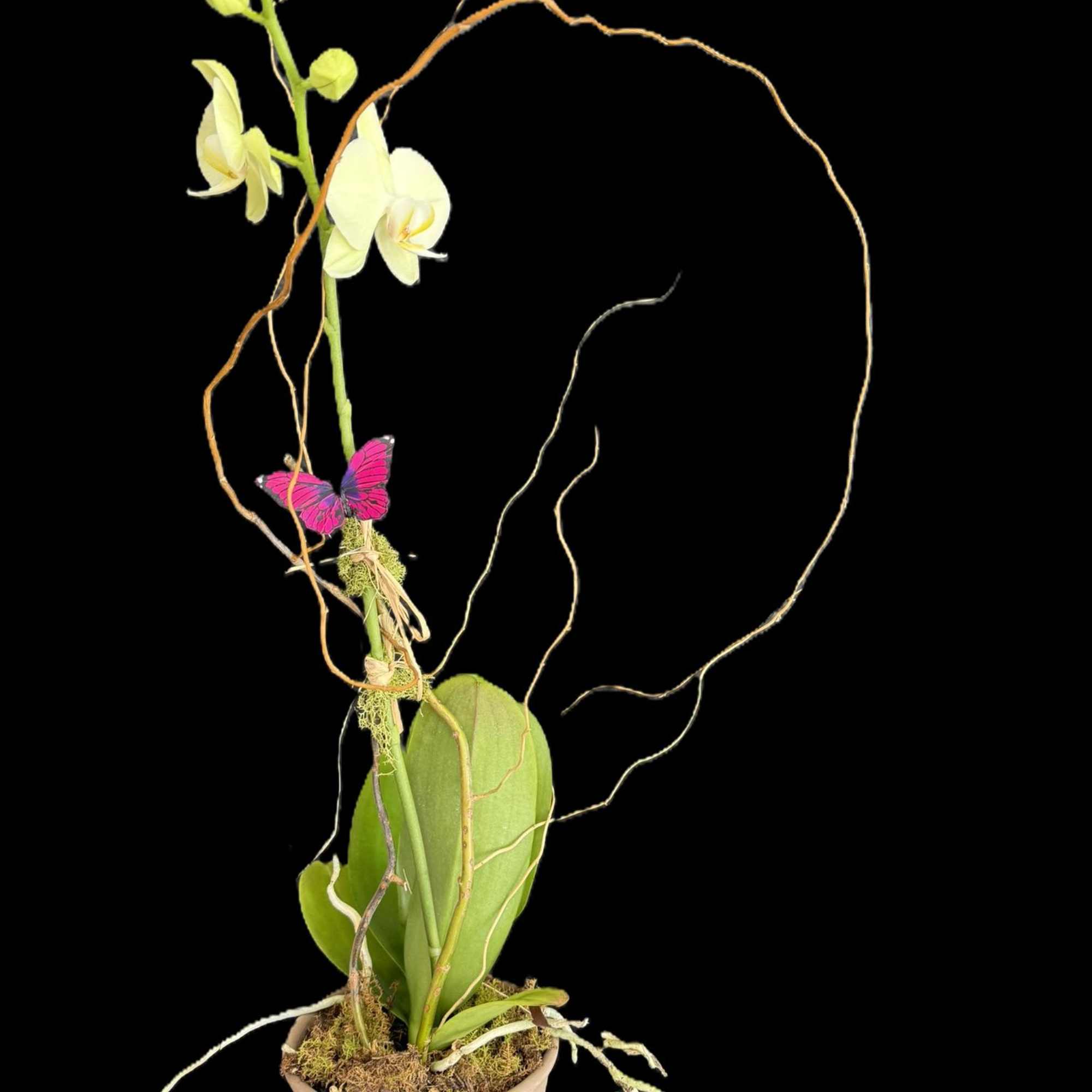 A premium orchid selected for its exceptional blooms and lasting beauty&mdash;perfect for