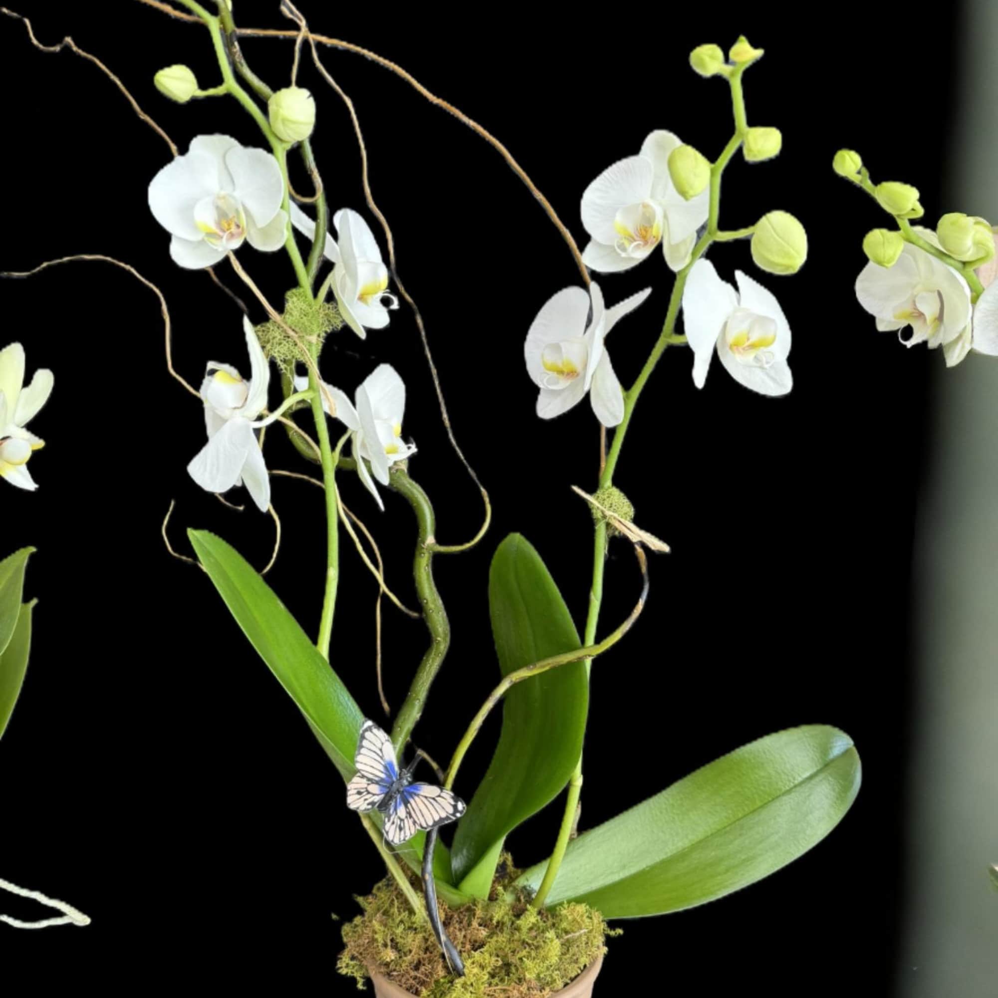 A premium orchid selected for its exceptional blooms and lasting beauty&mdash;perfect for