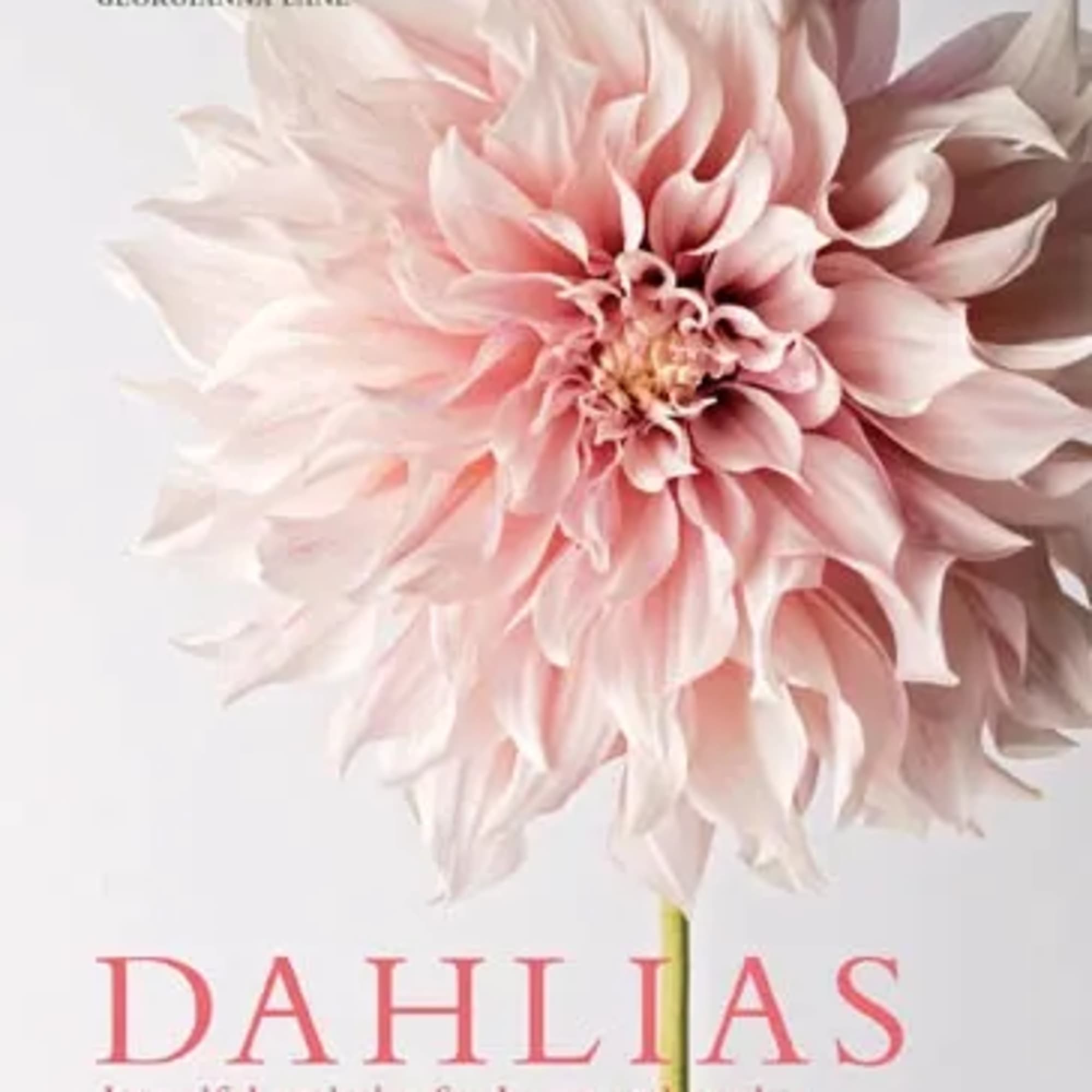 Dahlias; Beautiful Varieties For Home &amp; Garden (Hardcover)