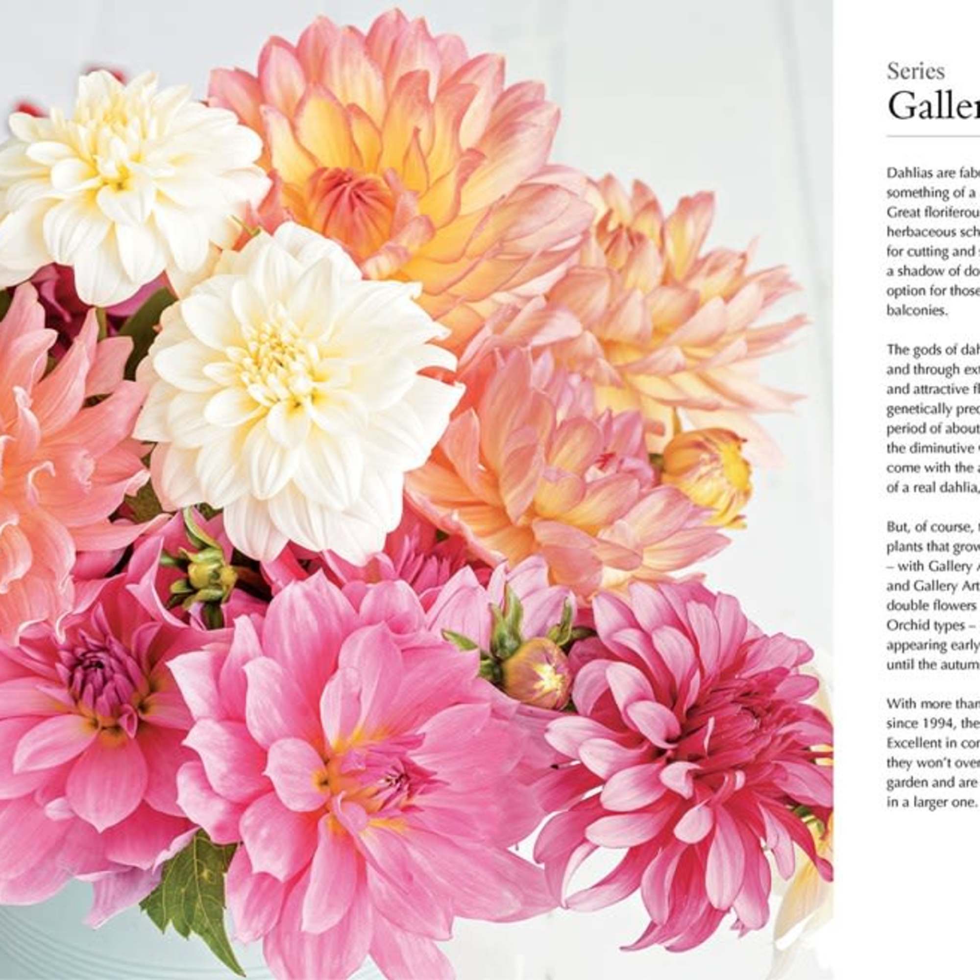 Dahlias; Beautiful Varieties For Home &amp; Garden (Hardcover)
