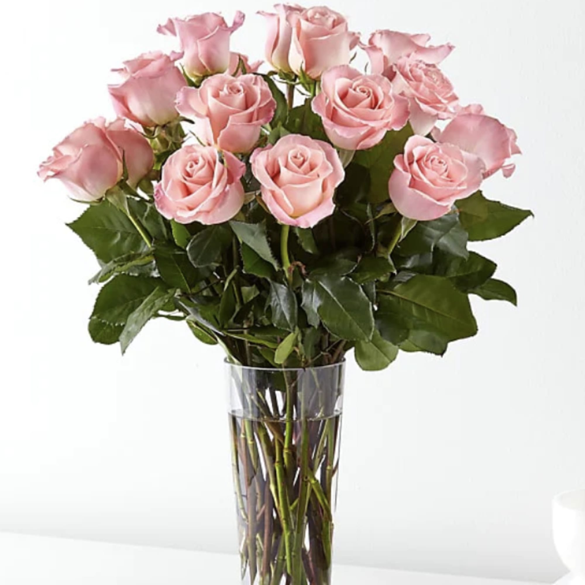 Enjoy the classic beauty of the rose with a playful