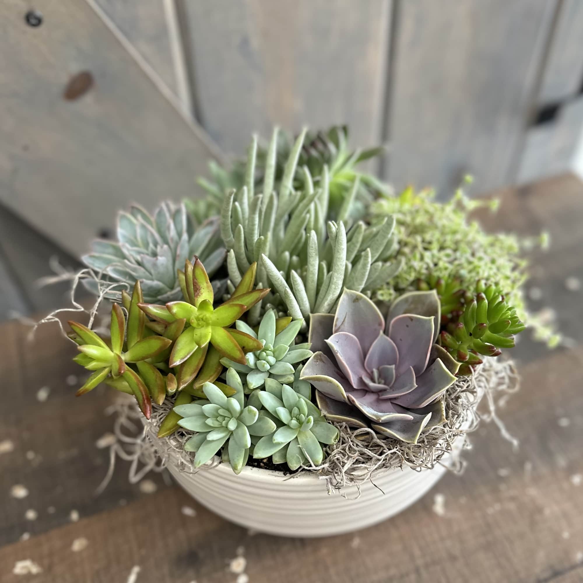 A beautiful ceramic white bowl full of a variety of succulents. Perfect