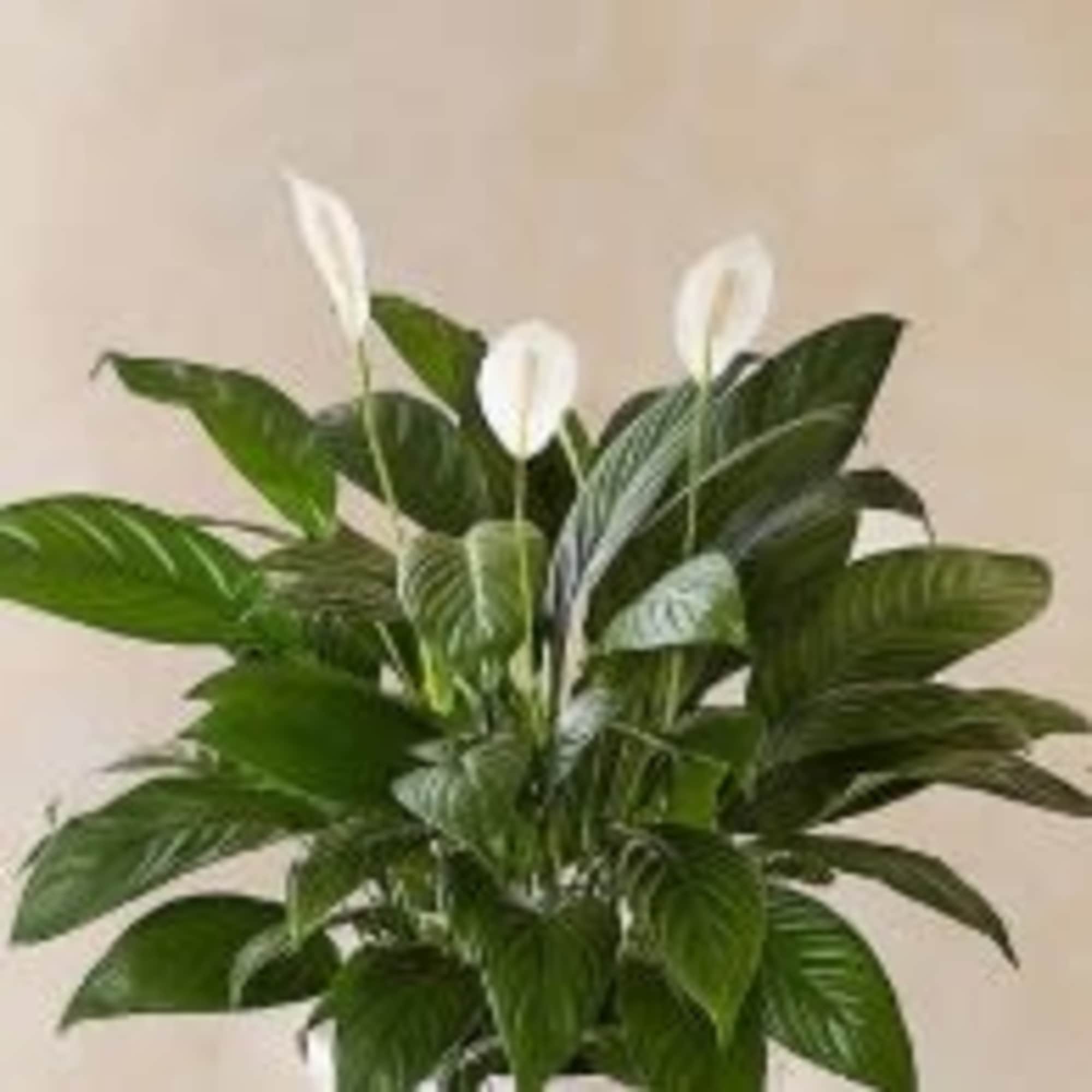 A stunning 6" peace lily adorned with a white bow to honor
