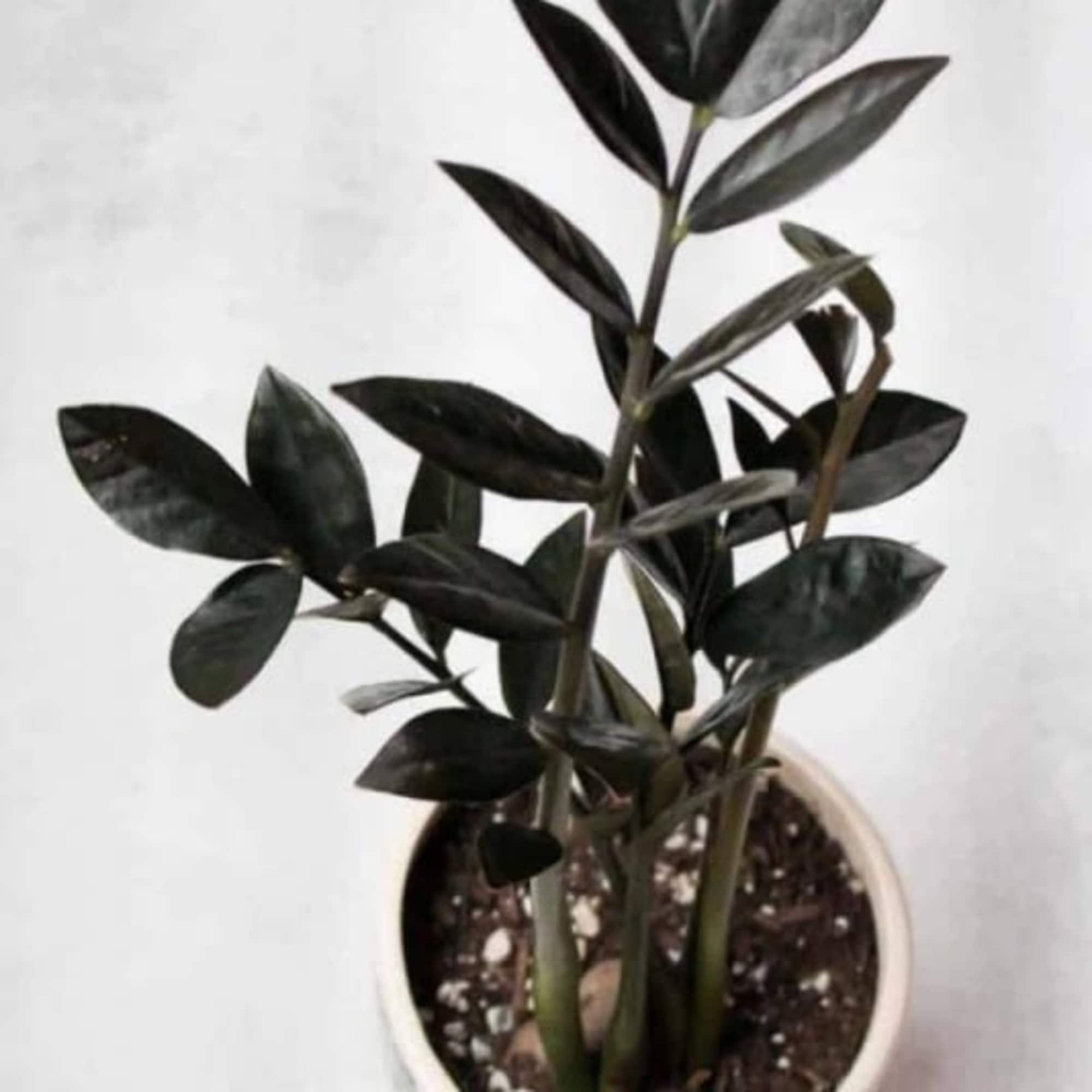 The Raven ZZ plant (Zamioculcas zamiifolia 'Raven') is a trendy houseplant known