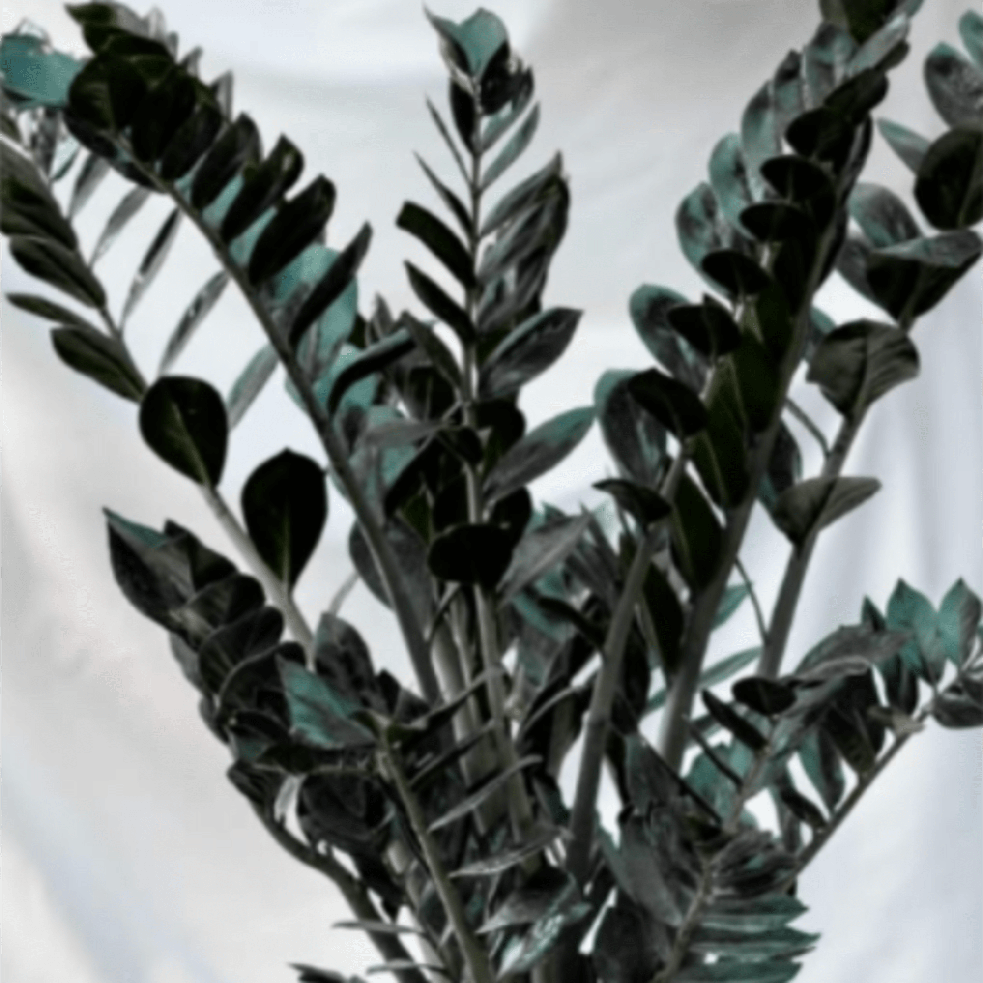 The Raven ZZ plant (Zamioculcas zamiifolia 'Raven') is a trendy houseplant known