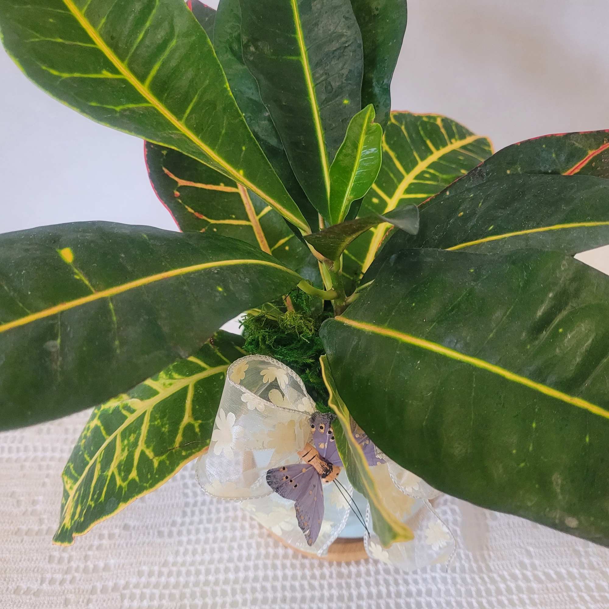 Croton are such hardy indoor plants. They are mainly grown for their