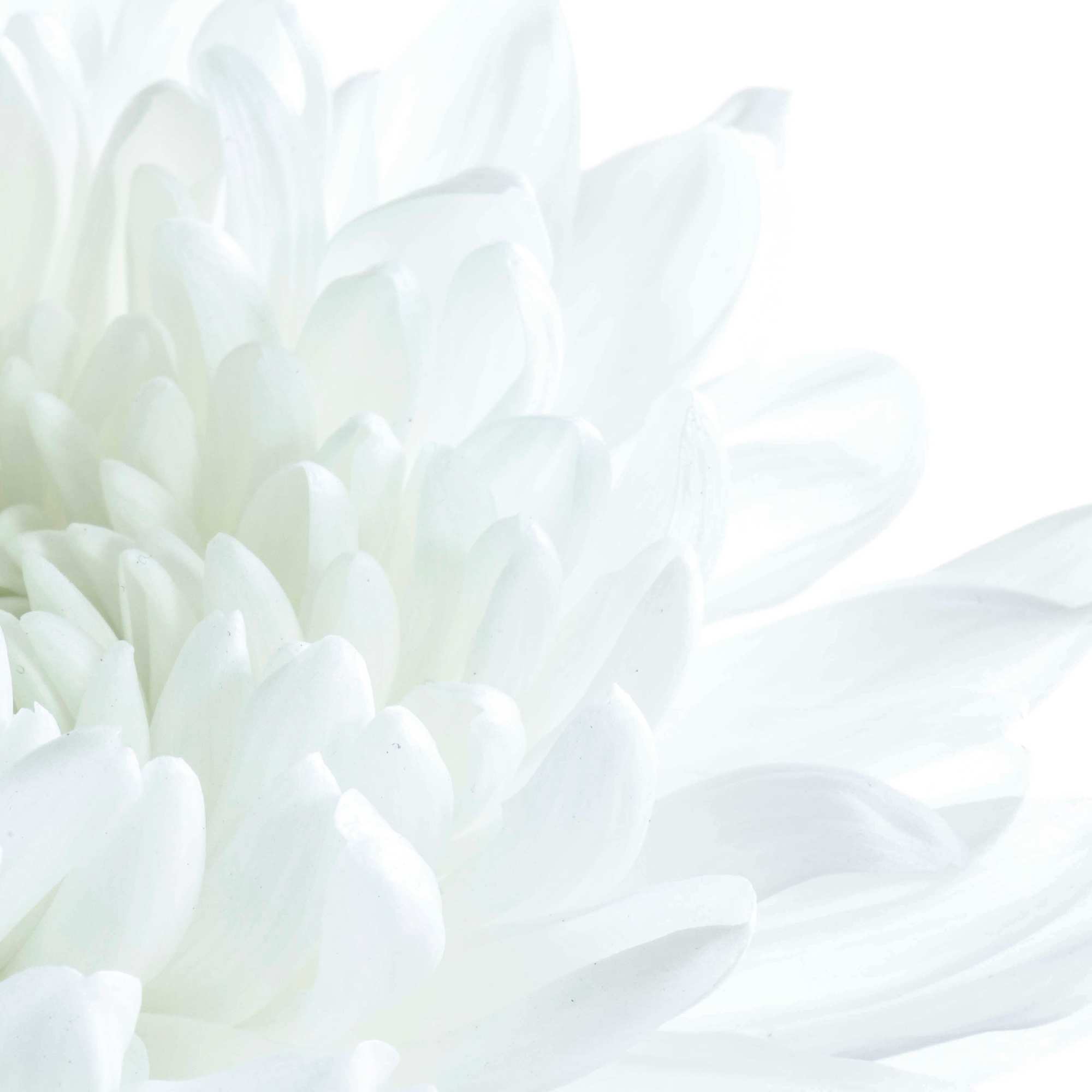 Let us honor your loved one with a custom arrangement in all