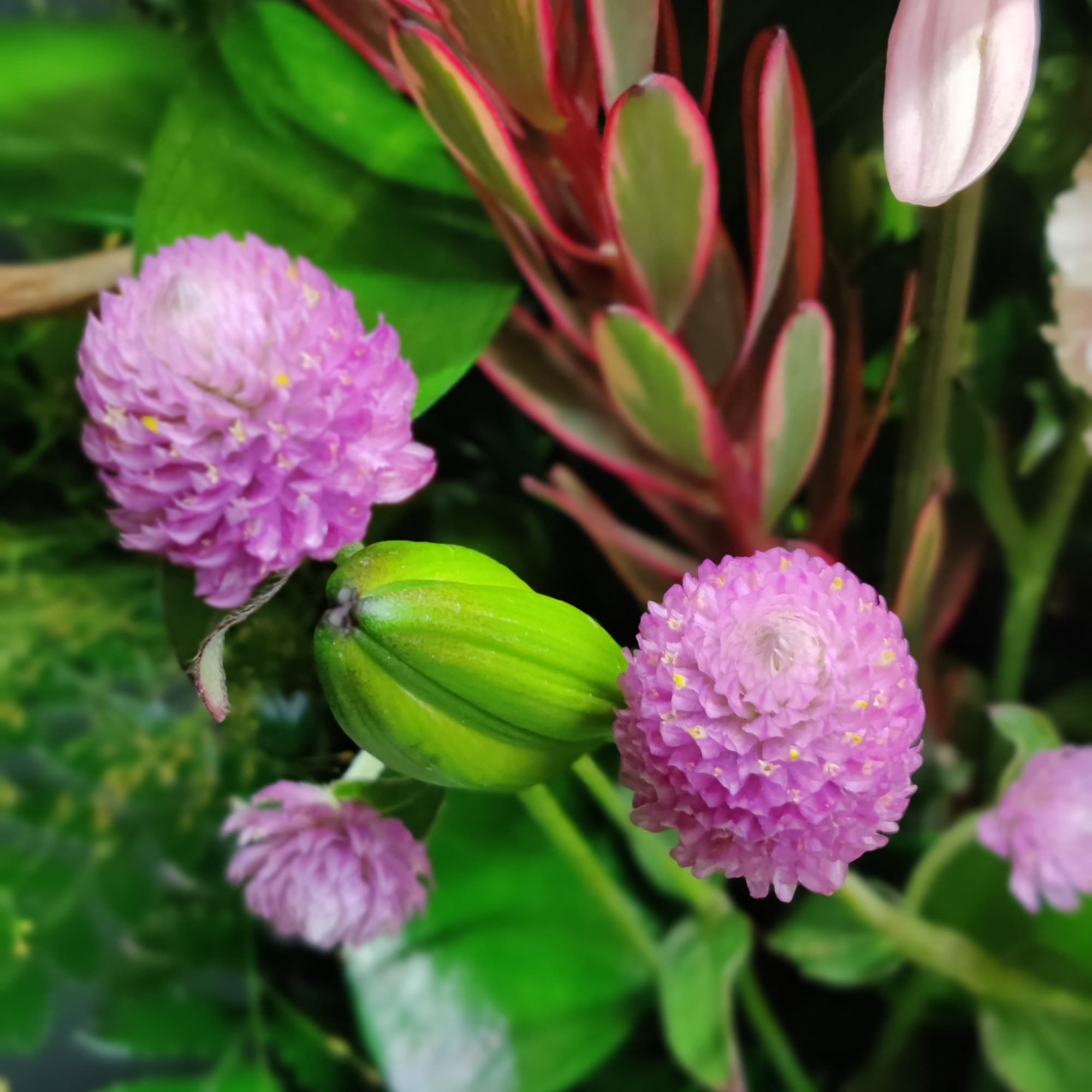 Gorgeous premium Royal lilies, branches and clover will lift your spirits. 