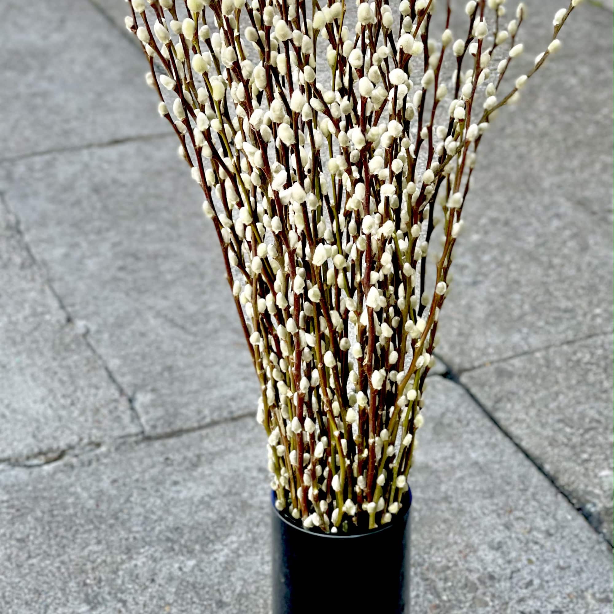 Premium silver tip pussy willow branches from Oregon in a sleek black