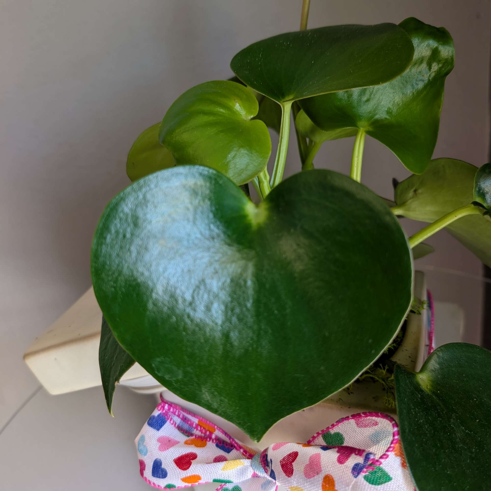 Pet friendly peperomia plant in a ceramic keep safe box! This plant