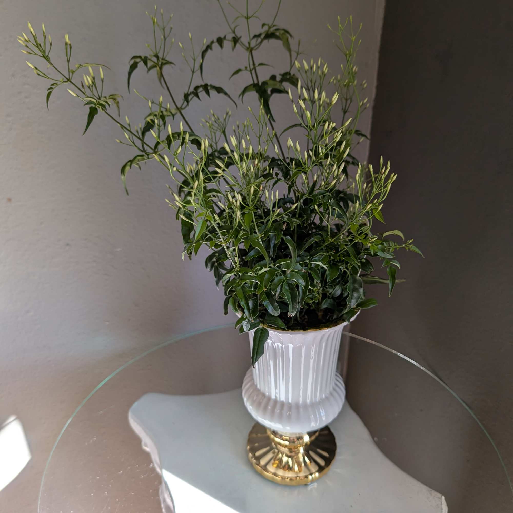 This beautiful blooming jasmine plant is in a decorative ceramic container that