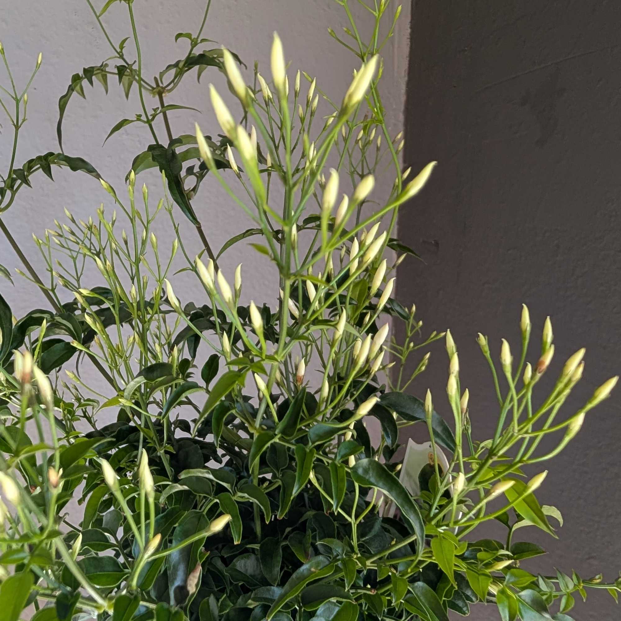 This beautiful blooming jasmine plant is in a decorative ceramic container that