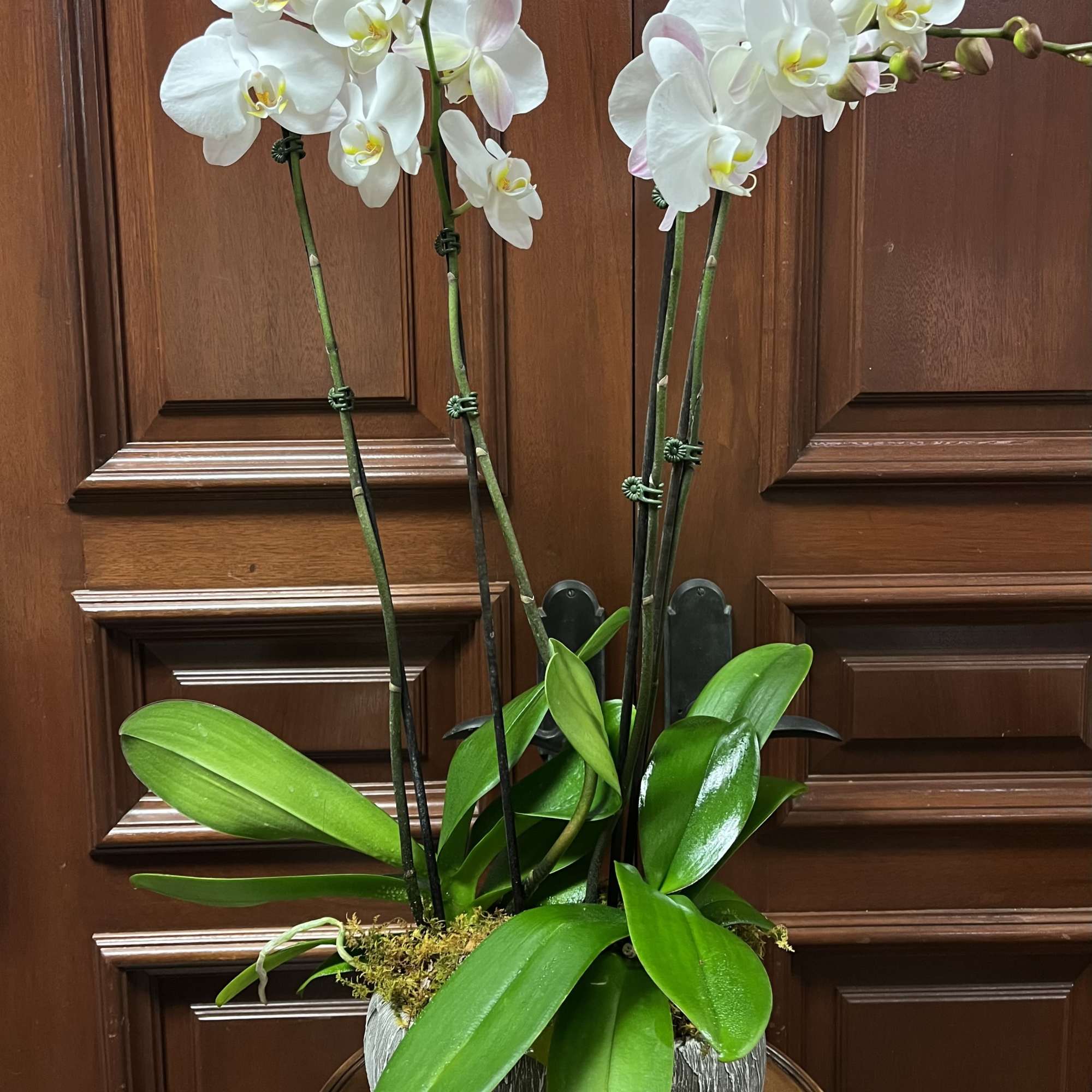 2 double Phalaenopsis Orchid Plant in a modern, plaster pot with moss.