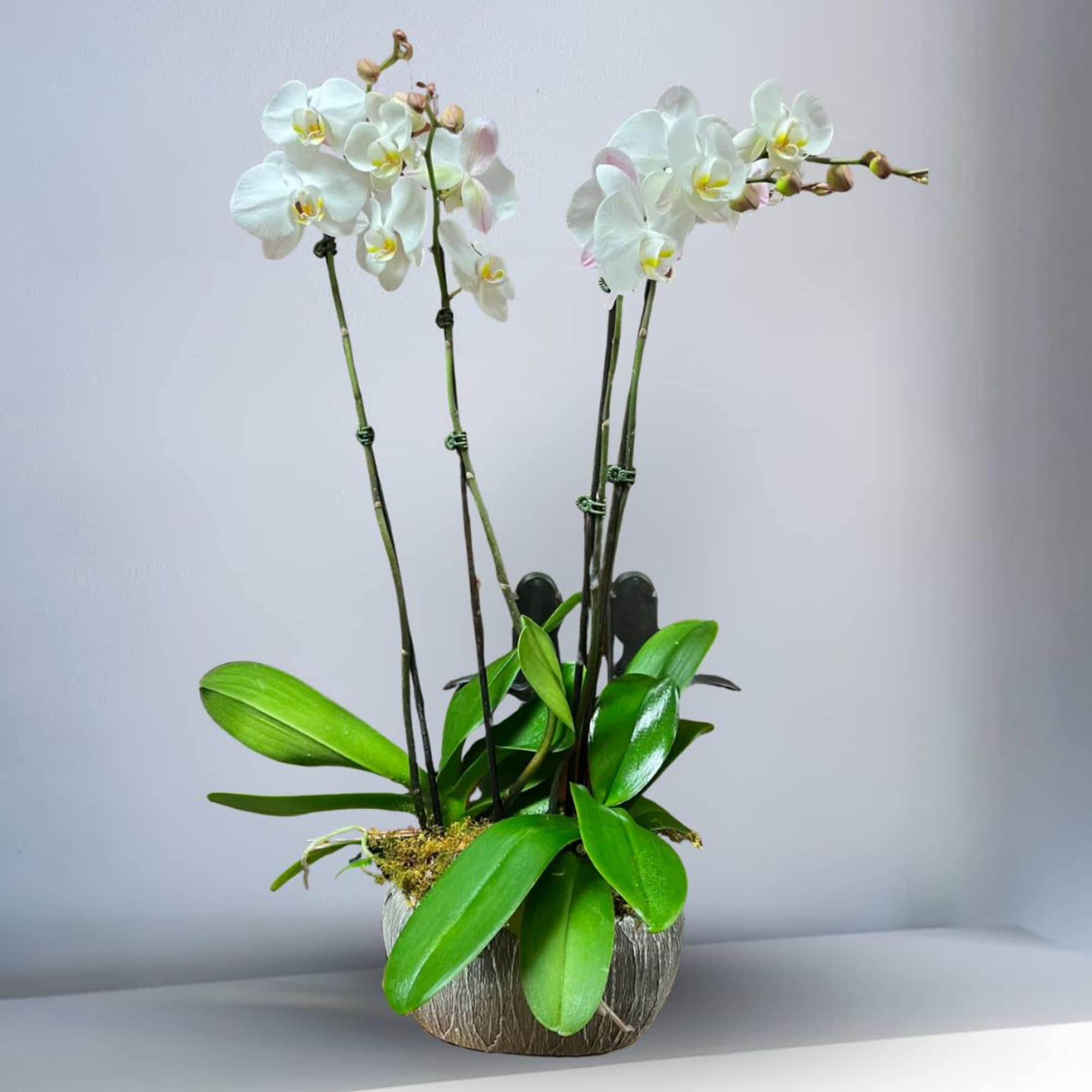 2 double Phalaenopsis Orchid Plant in a modern, plaster pot with moss.