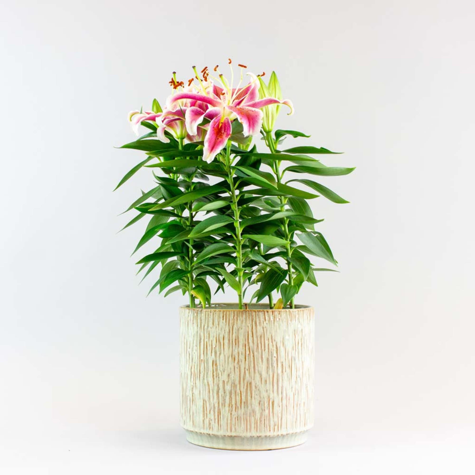 Potted Stargazer Lily planter can be planted outside and will come back