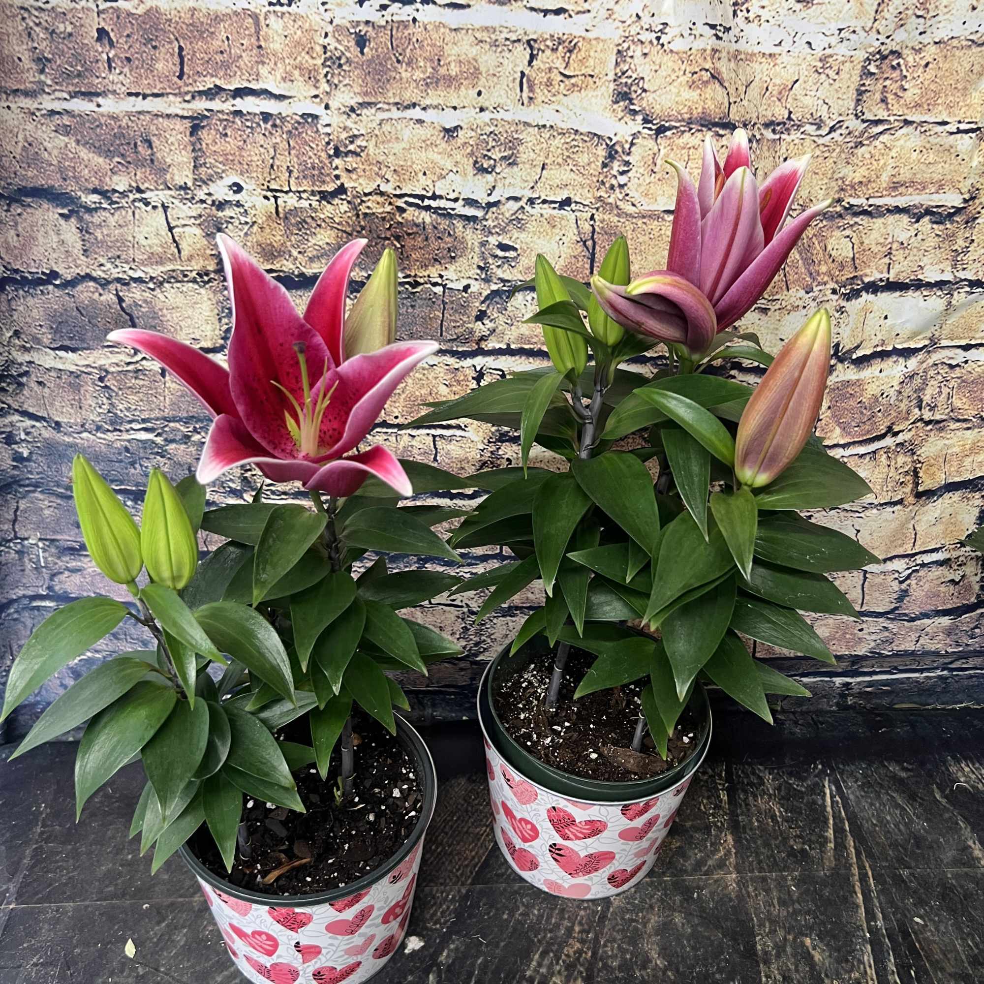 Potted Stargazer Lily planter can be planted outside and will come back