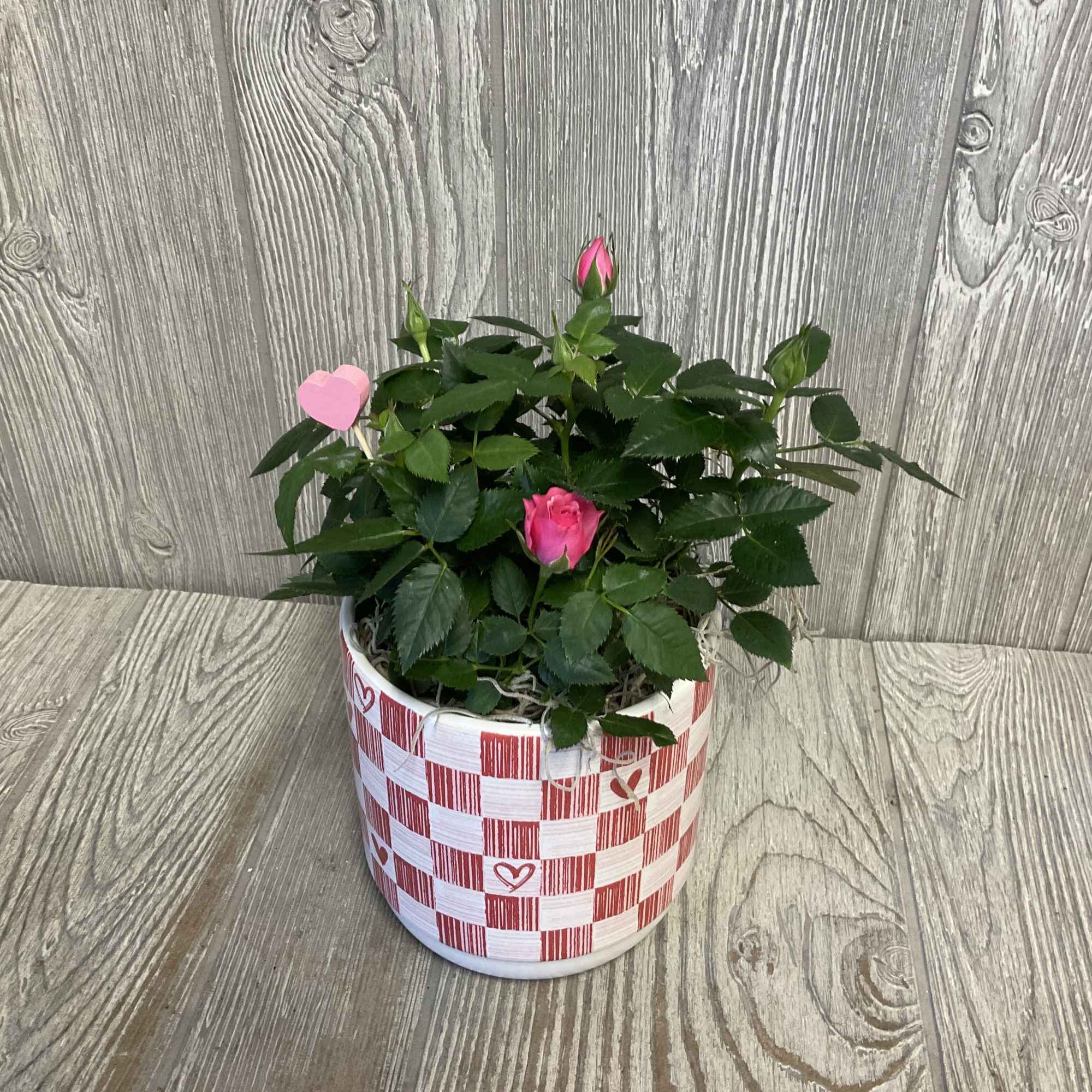 Small Valentine&rsquo;s rose bush in a decorative keepsake ceramic planter. Rose colors
