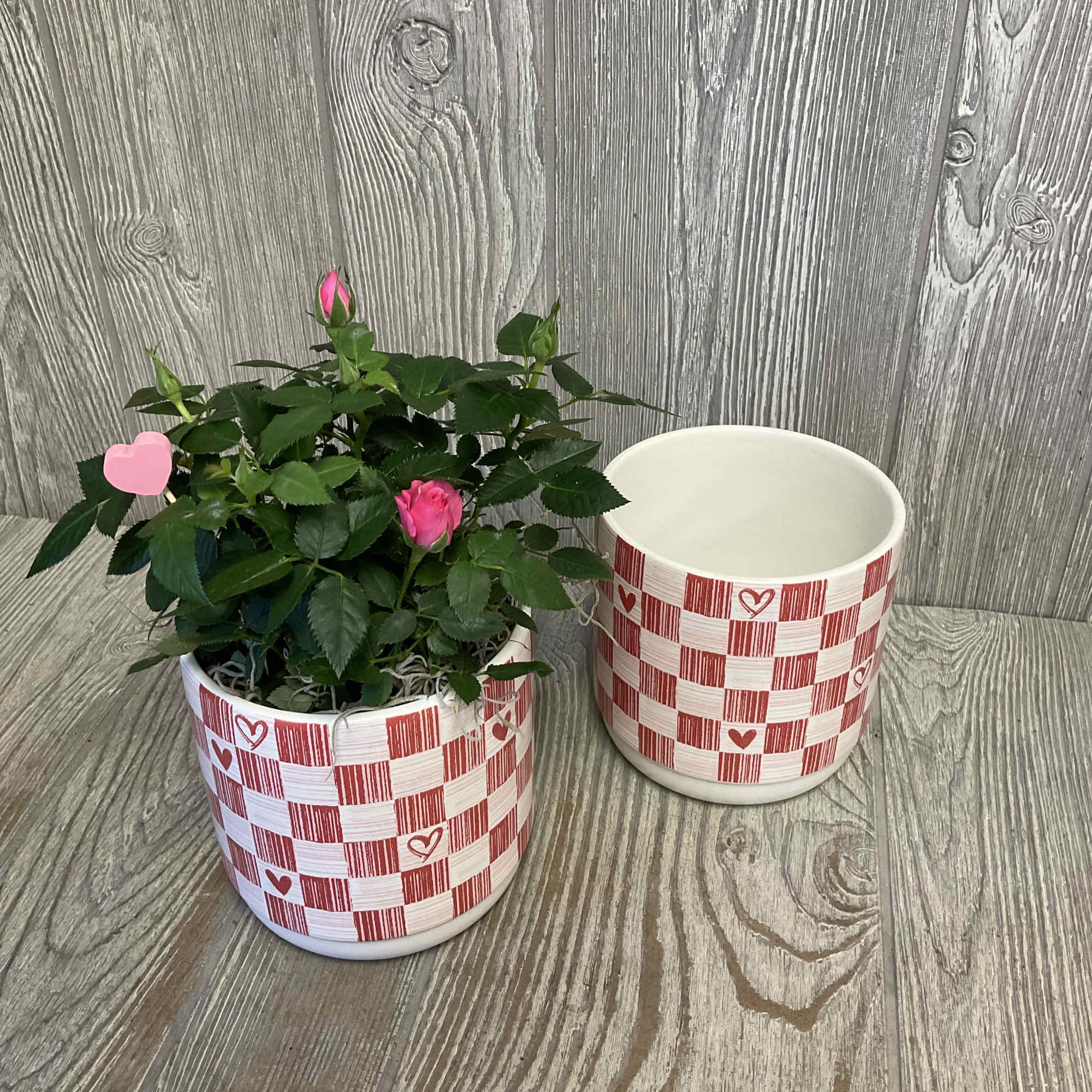 Small Valentine&rsquo;s rose bush in a decorative keepsake ceramic planter. Rose colors