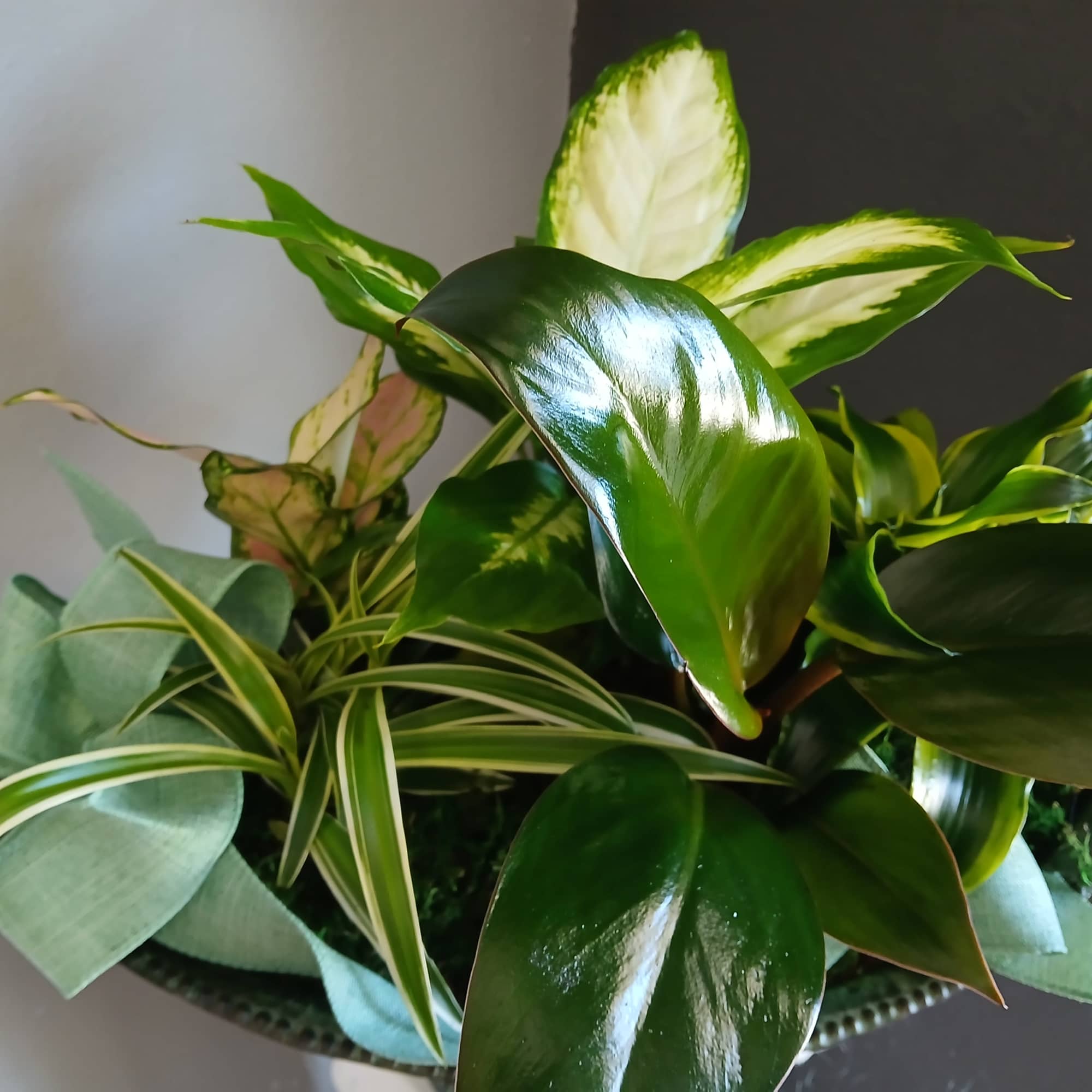 Beautiful mix of green houseplants potted in a decorative bird bath. Perfect