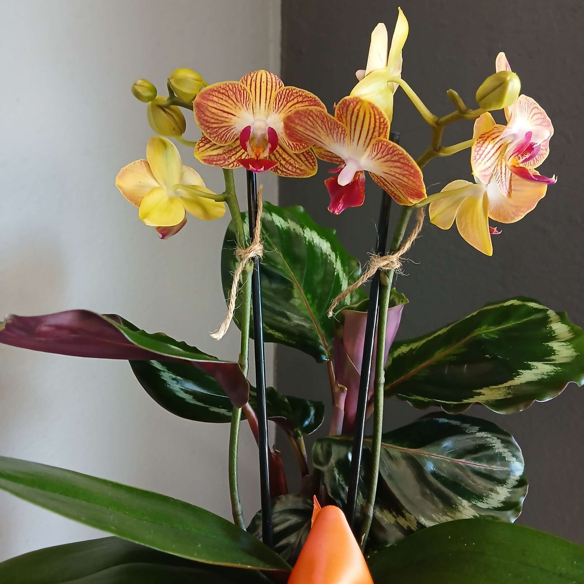 A lovely pair of mini apricot moth orchids with a calathea plant.