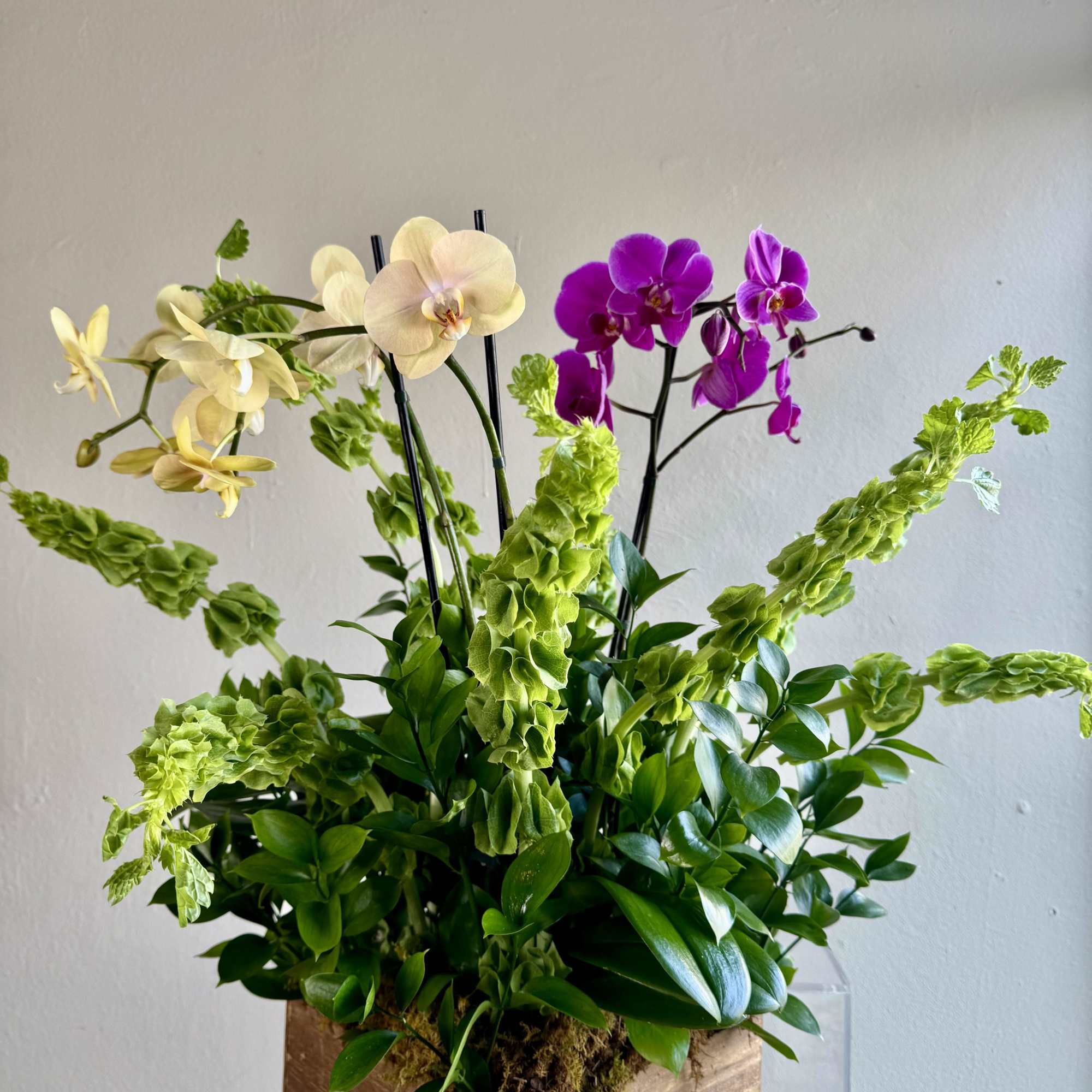 The best Orchids to gift or to have at Home!
Colors upon avaiability

Standard