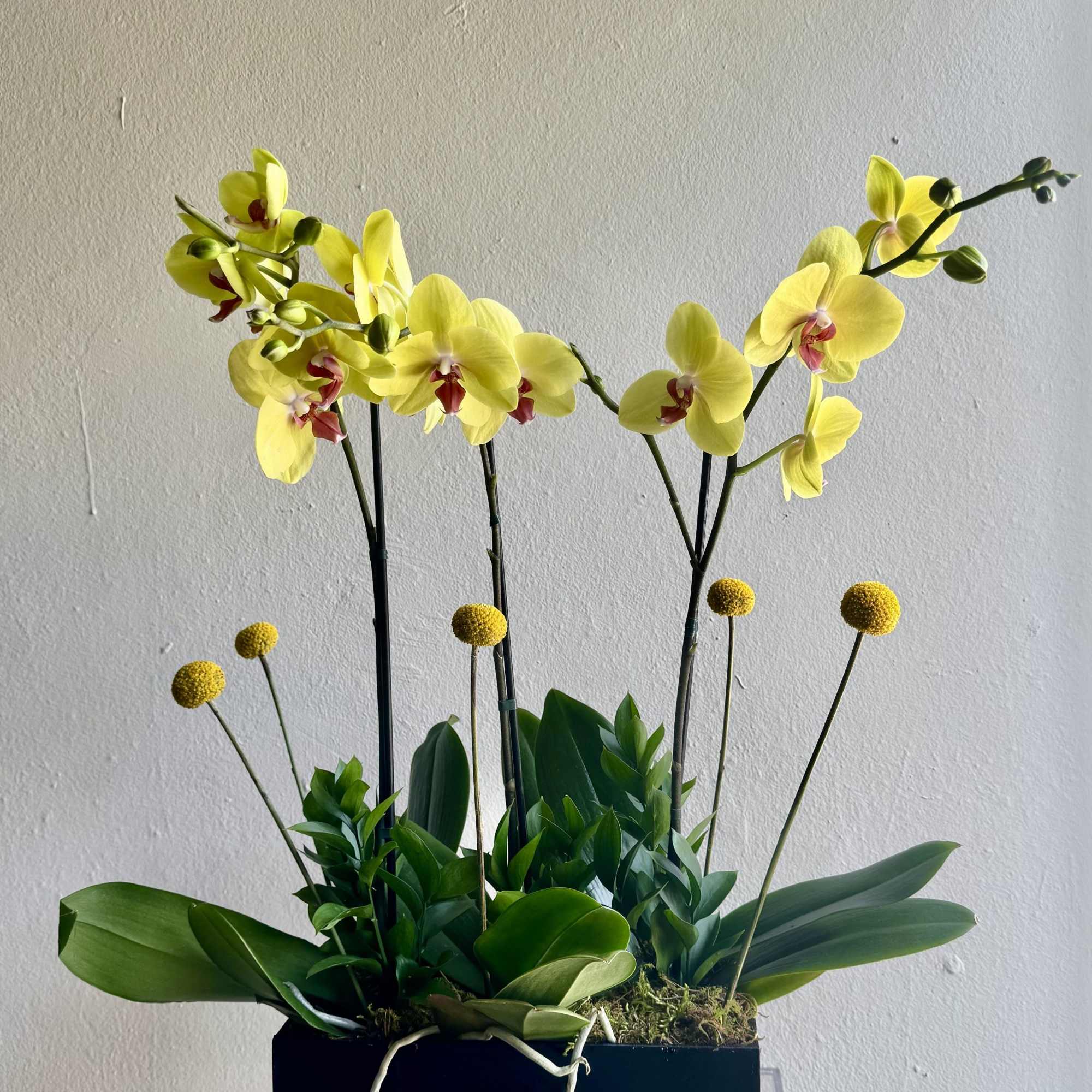 The best Orchids to gift or to have at Home!
Colors upon avaiability

Standard