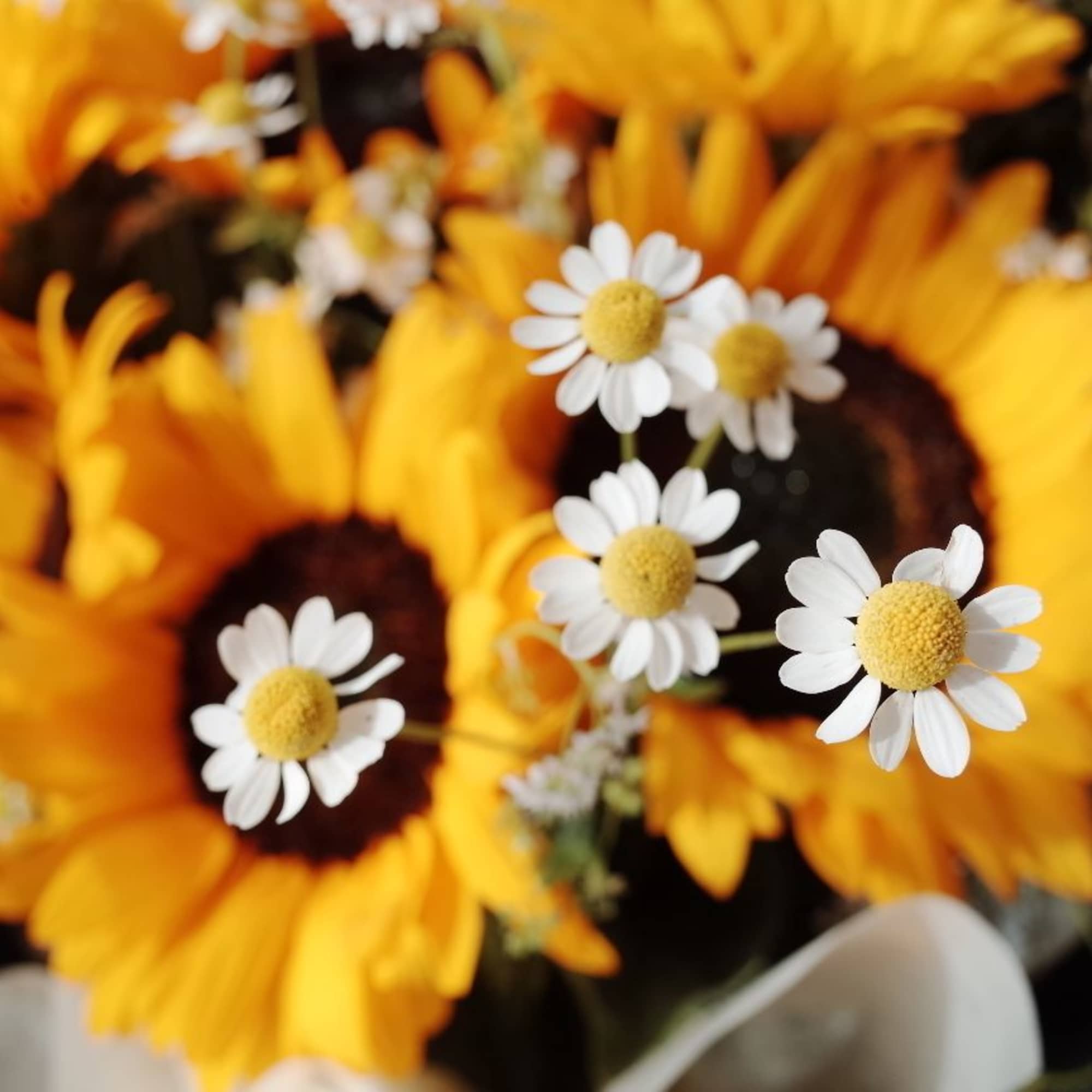 Celebrate the climb and the view.  
Vibrant sunflowers bloom like medals