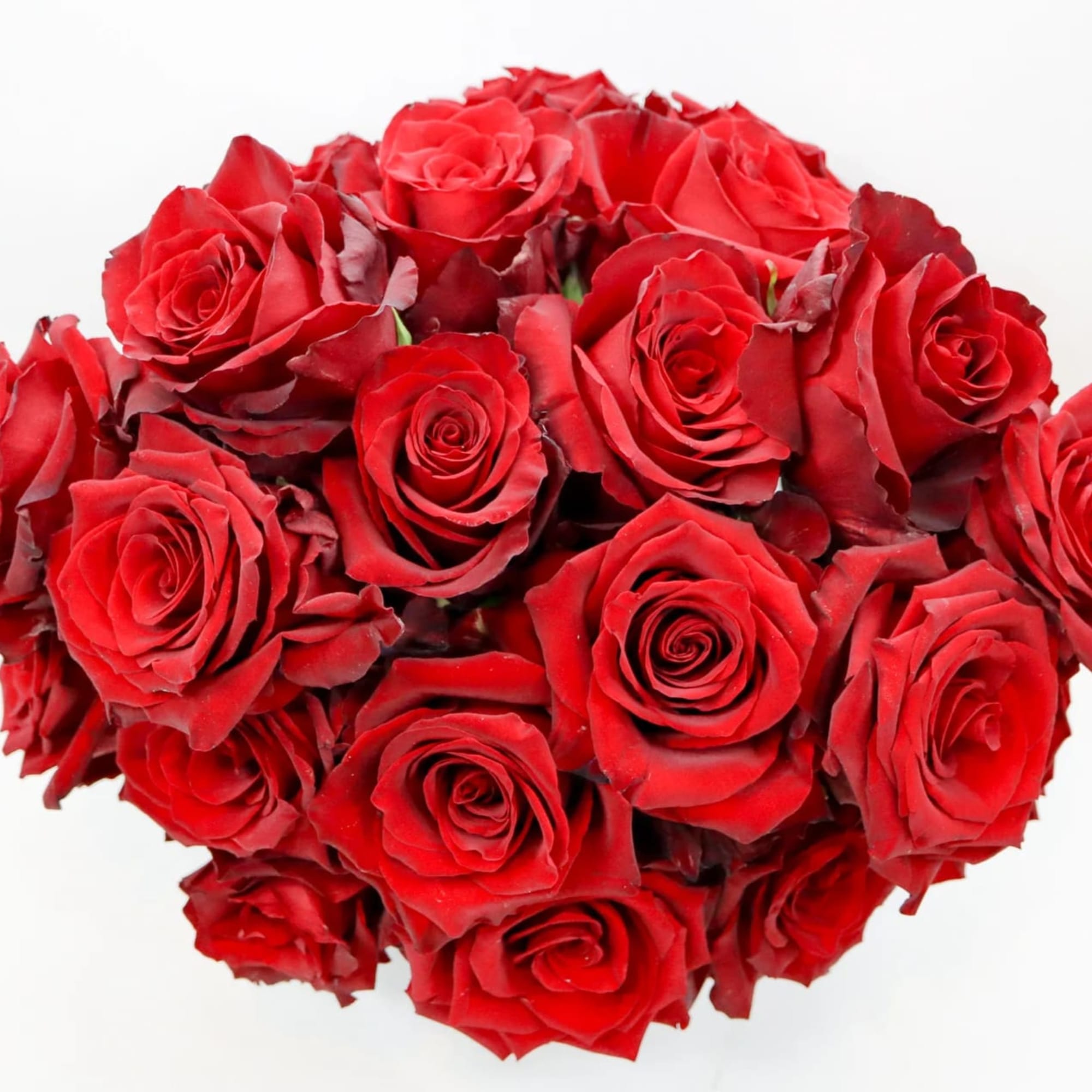 Red roses are the traditional symbol for love and romance, and a