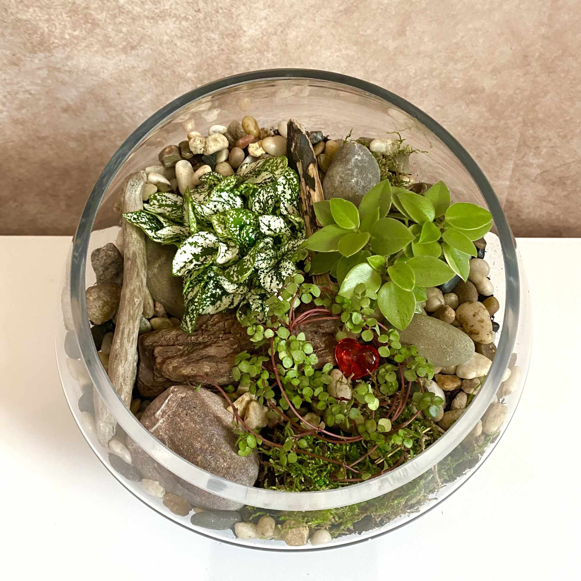 A selection of easy to care for terrarium plants in a unique