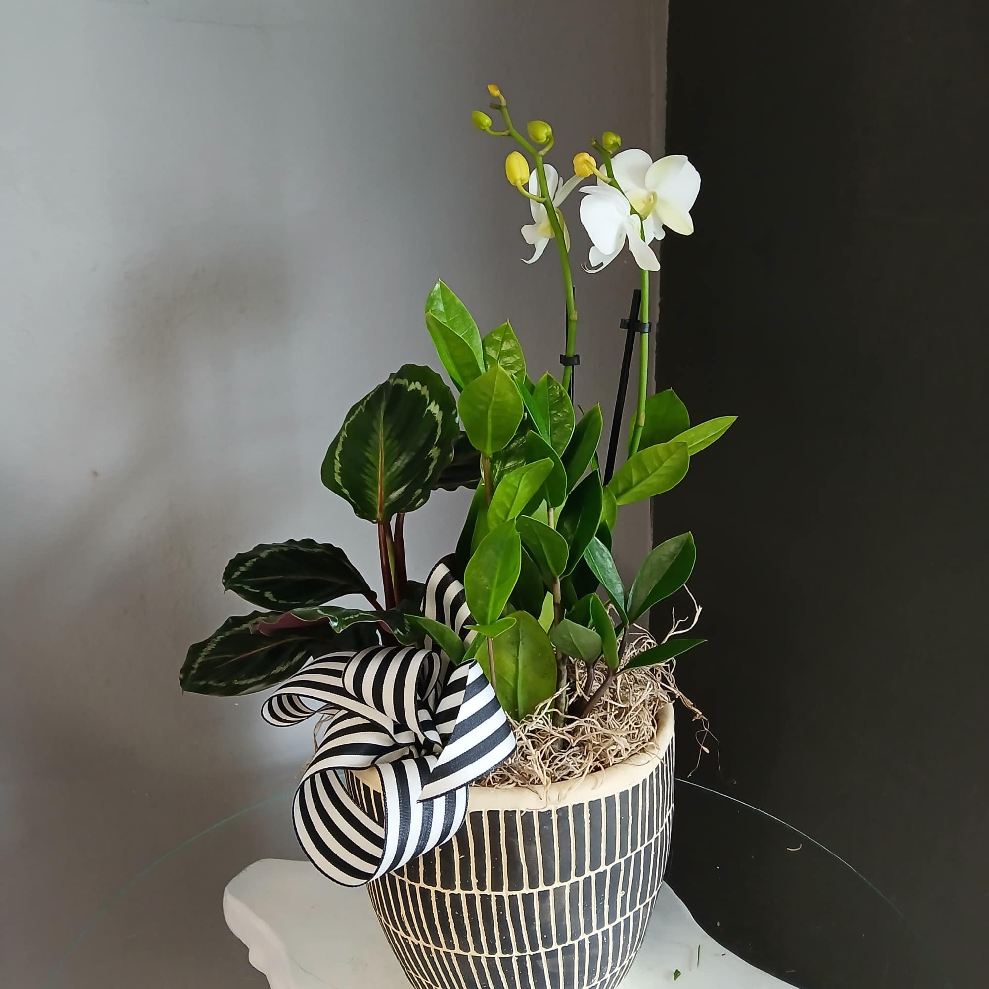 Gorgeous trio of a blooming moth orchids paired with a striking calathea
