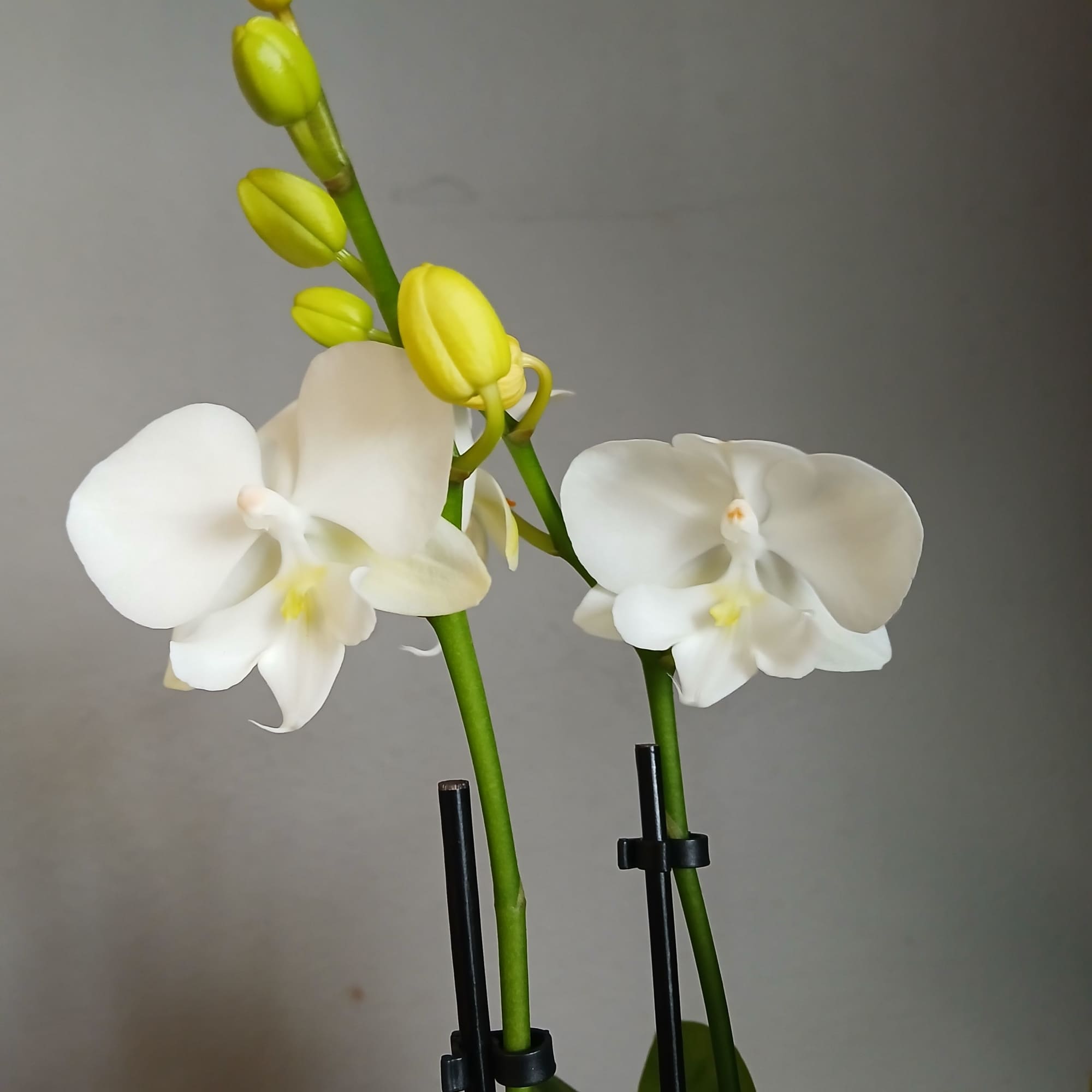 Gorgeous trio of a blooming moth orchids paired with a striking calathea
