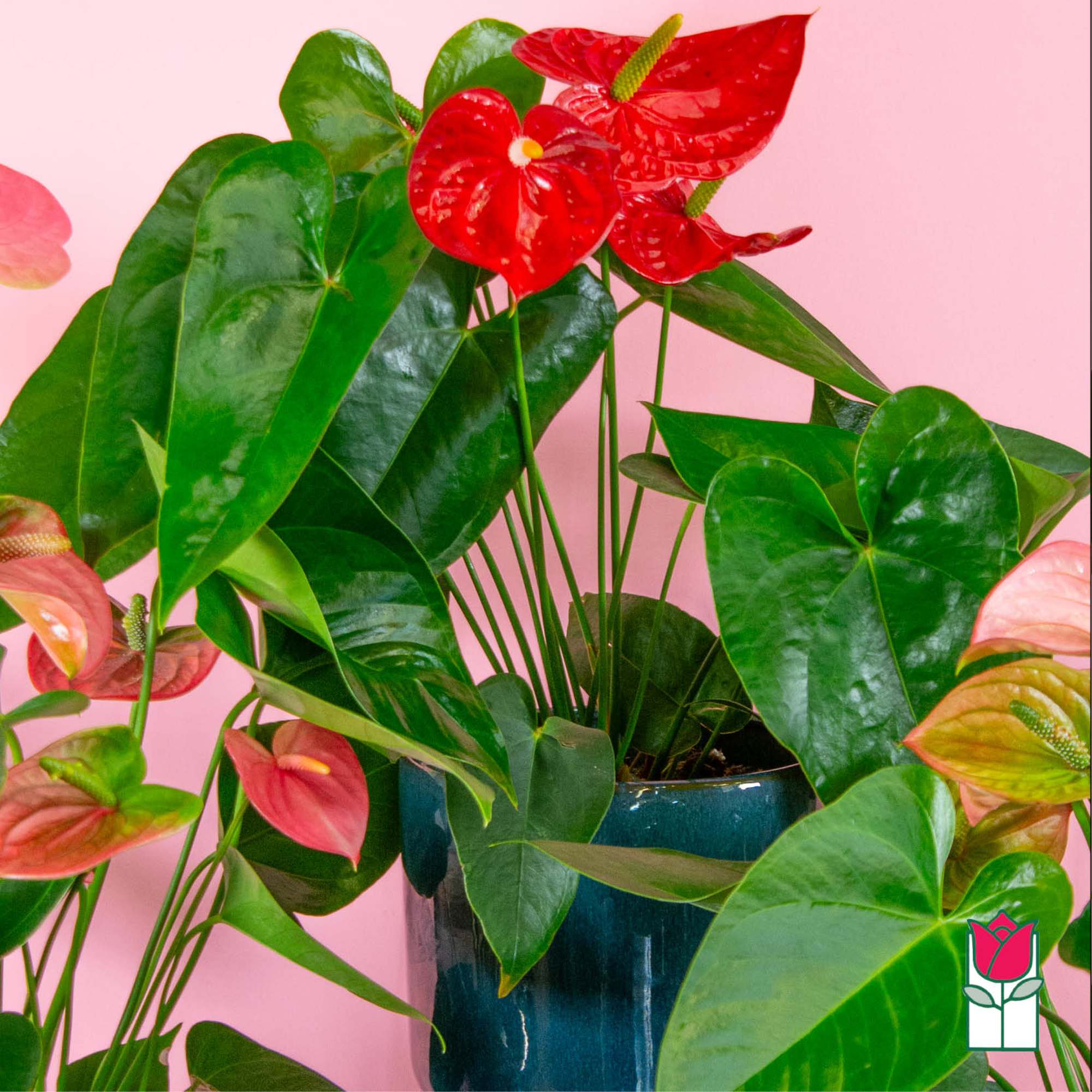 Discover the exciting Anthurium Plant selection at Beretania Florist &ndash; a captivating