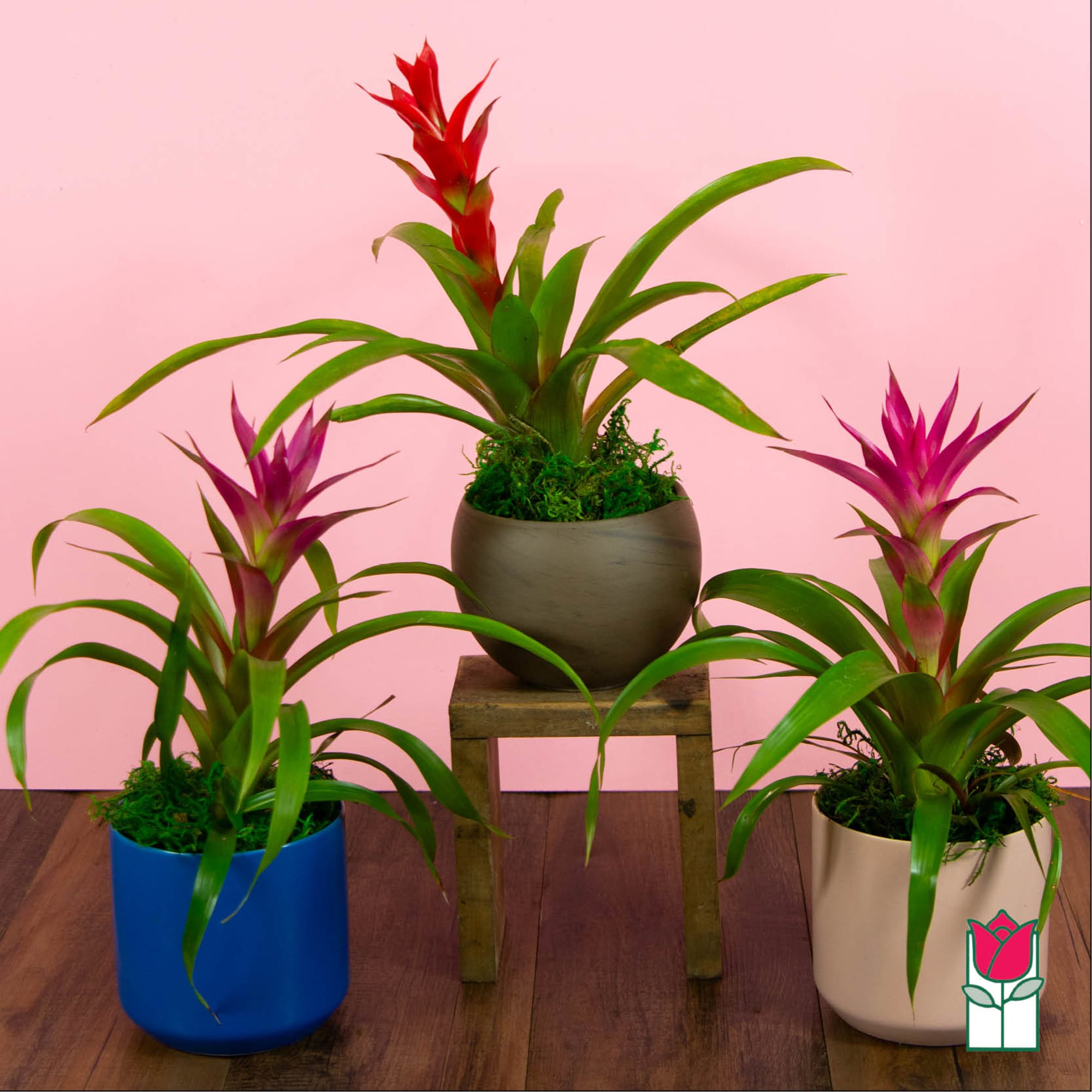 Introducing the Beretania Florist Mini Bromeliad Plant &ndash; a delightful gift that