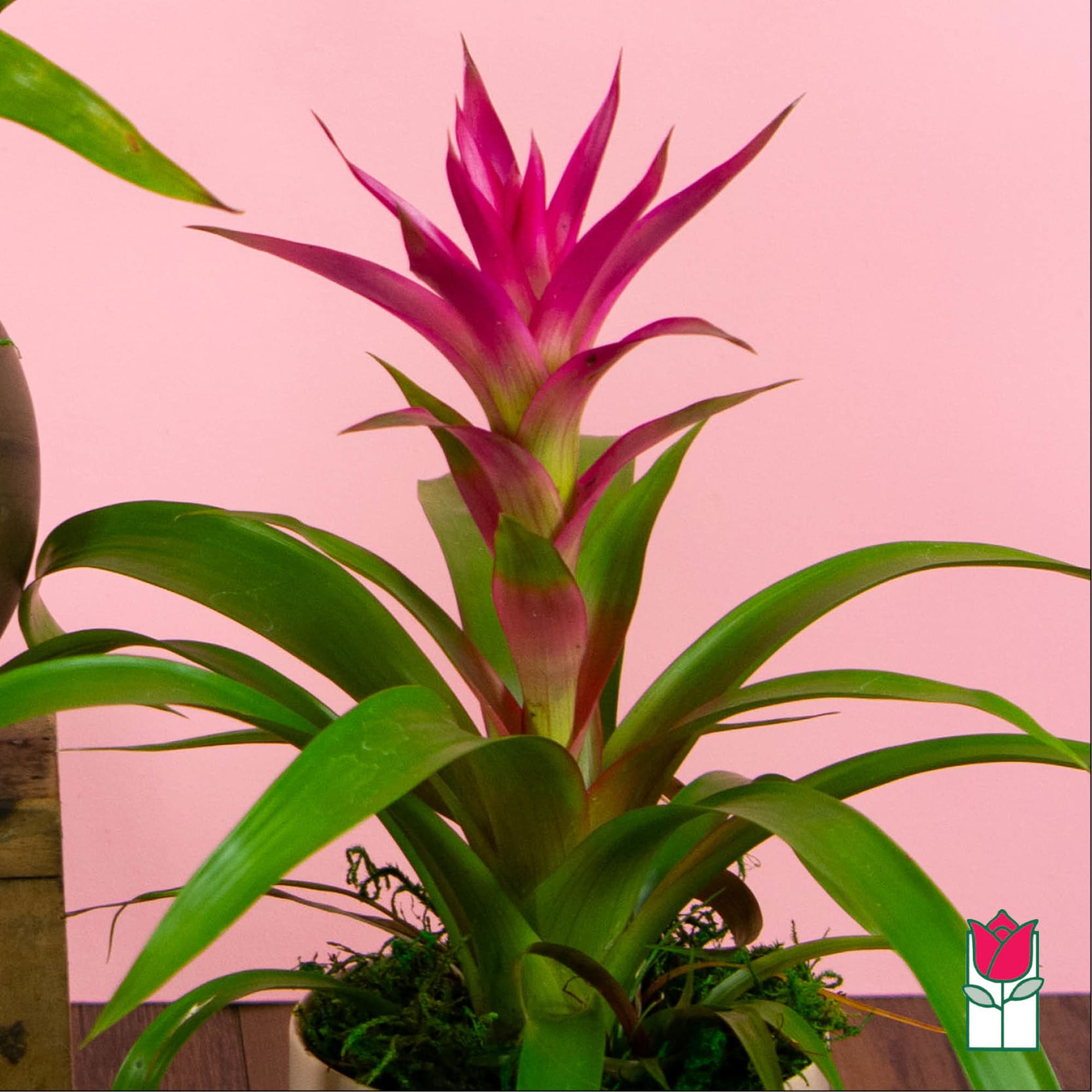 Introducing the Beretania Florist Mini Bromeliad Plant &ndash; a delightful gift that