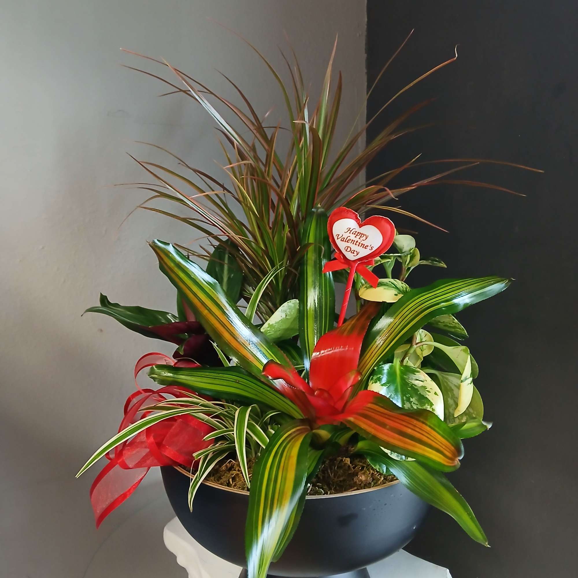 Striking red bromeliad, dracena, stromanthe and a beautiful marble peperomia. Overall not
