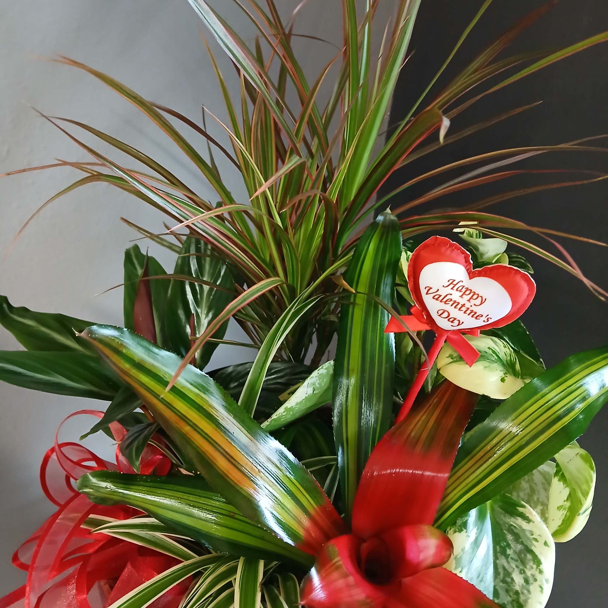 Striking red bromeliad, dracena, stromanthe and a beautiful marble peperomia. Overall not