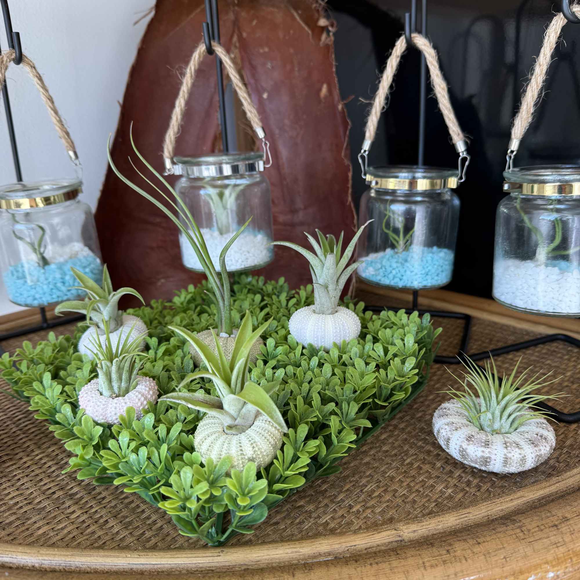 A delicate air plant that grows effortlessly in the air. A modern