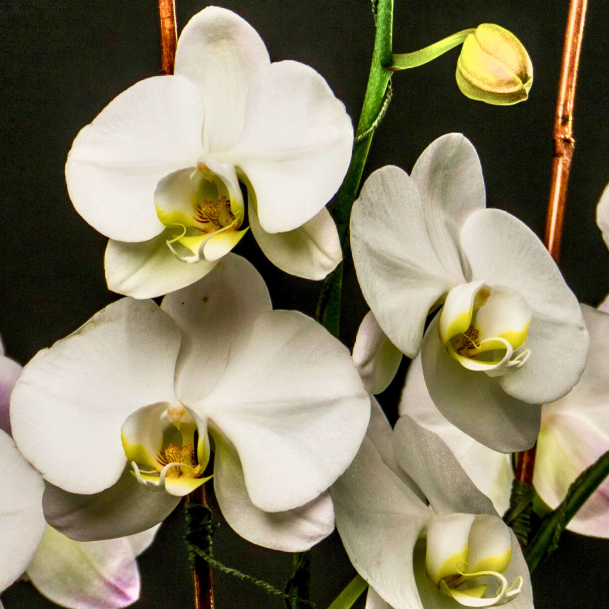 Six white Phalaenopsis Orchid plants designed in a clear glass bowl vase