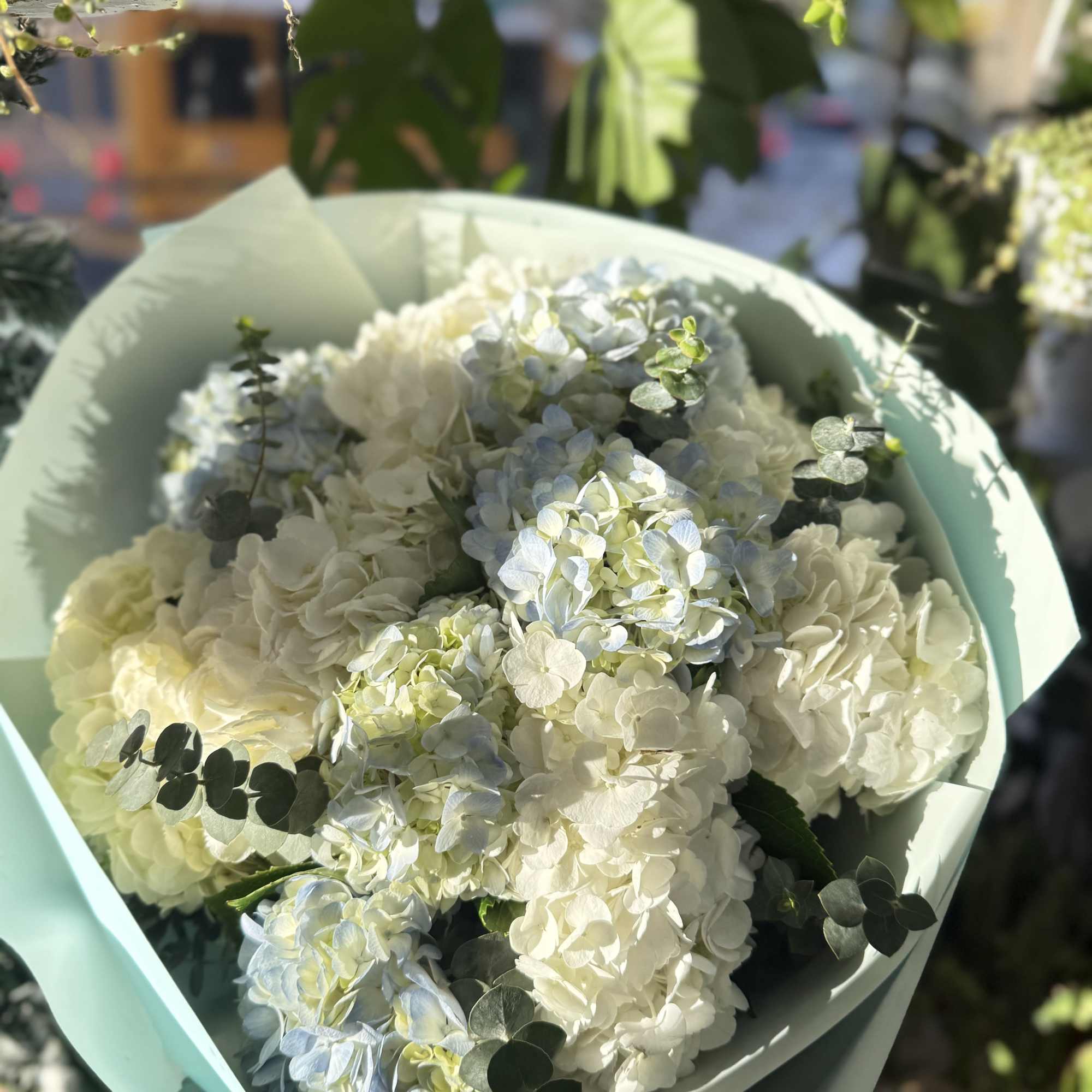 A serene blend of powder-blue and creamy white hydrangeas accented with fresh