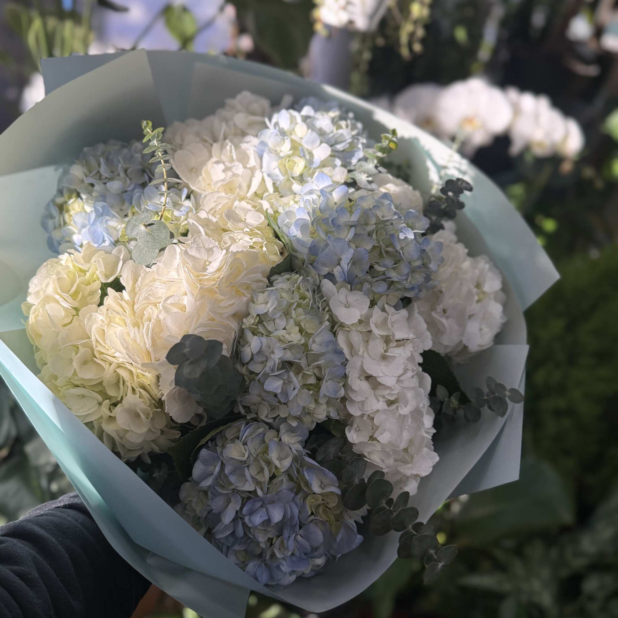 A serene blend of powder-blue and creamy white hydrangeas accented with fresh