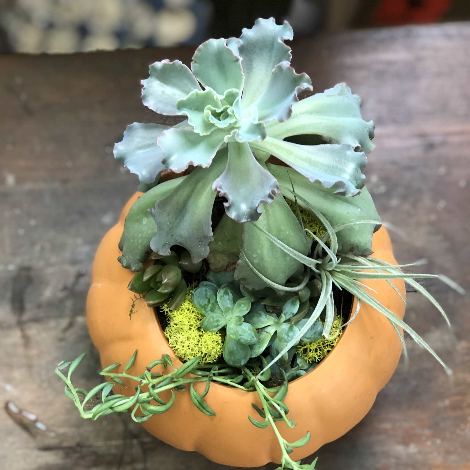 A trendy fall arrangement! Check out these hardy succulents in a pumpkin