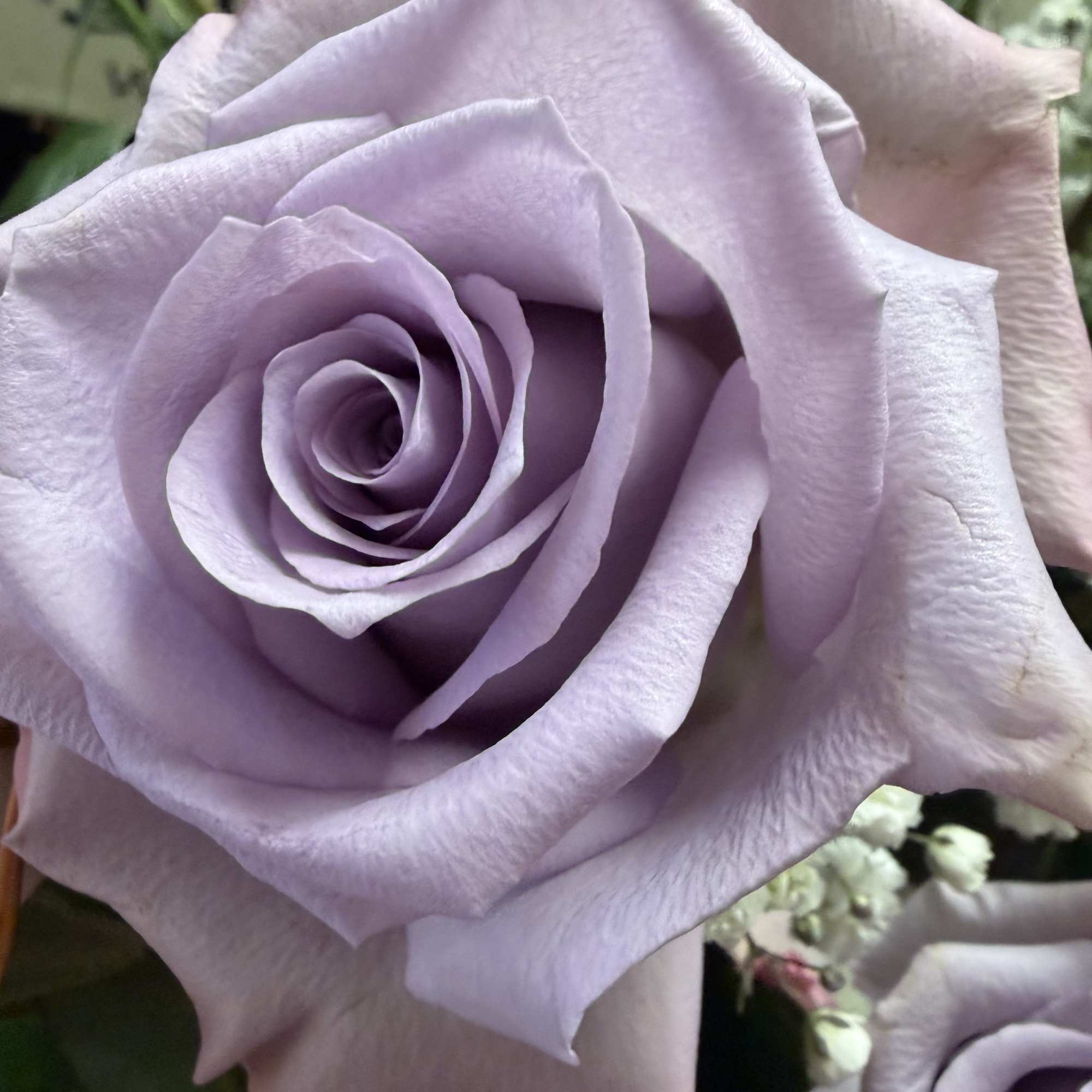Ocean Song Roses Lavender with a touch of curly willow and white