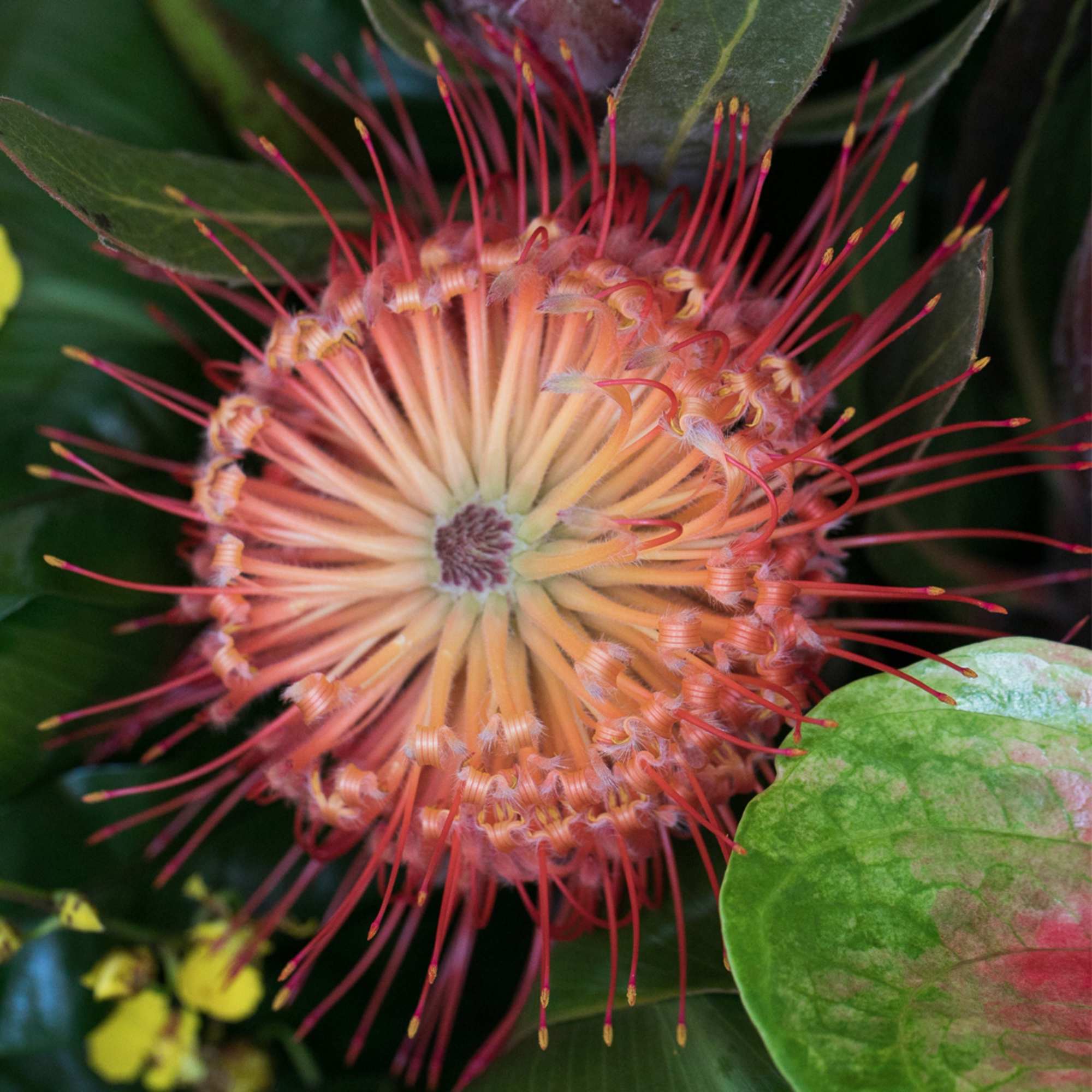 Ideal for a Grand Opening or to impress a new, important client