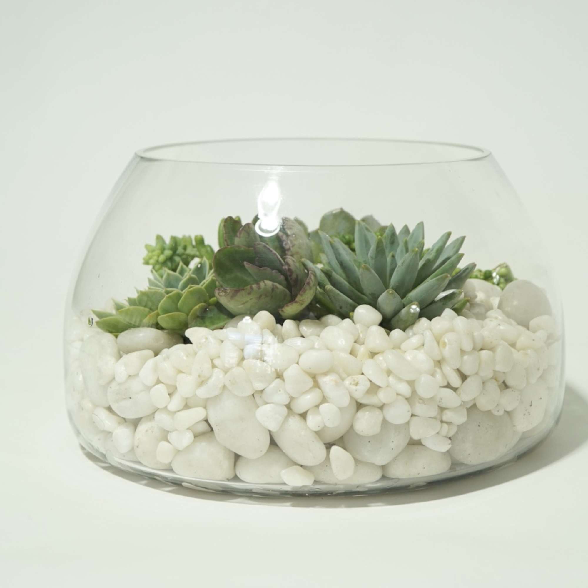 For the lovers of low maintenance, the unusual, and style. This terrarium
